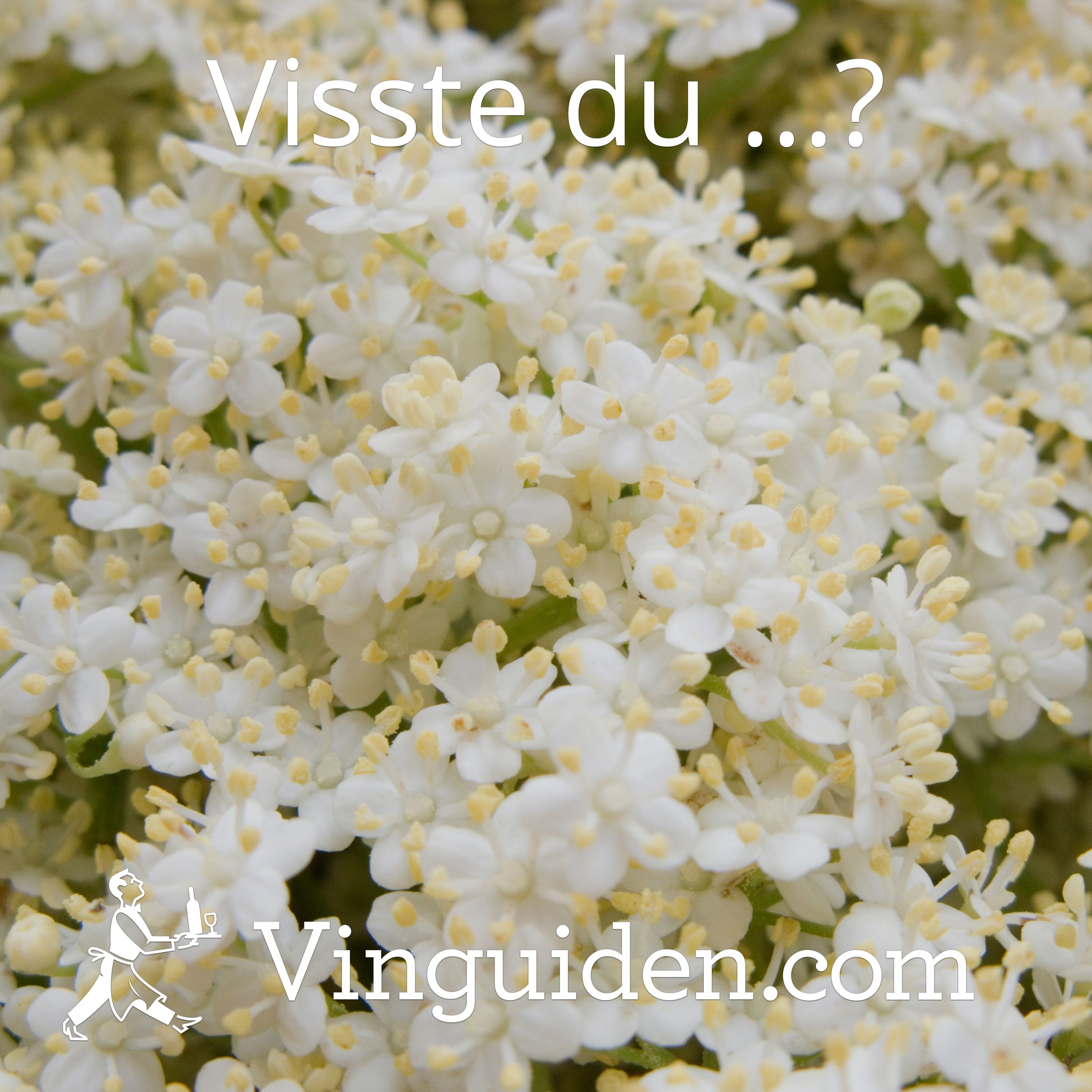 Kan ett vin smaka fläder? episode artwork