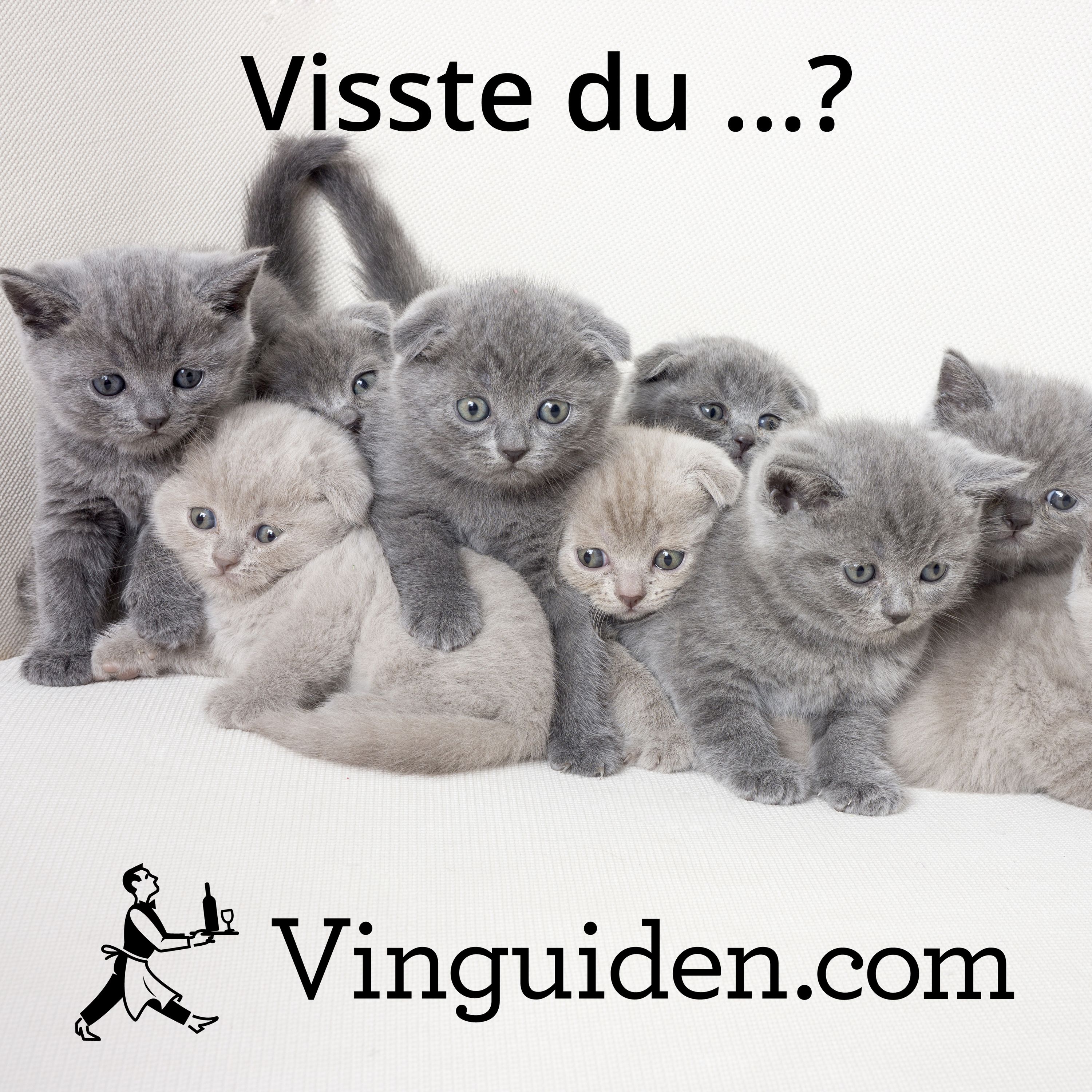 Kan ett vin lukta kattkiss? episode artwork