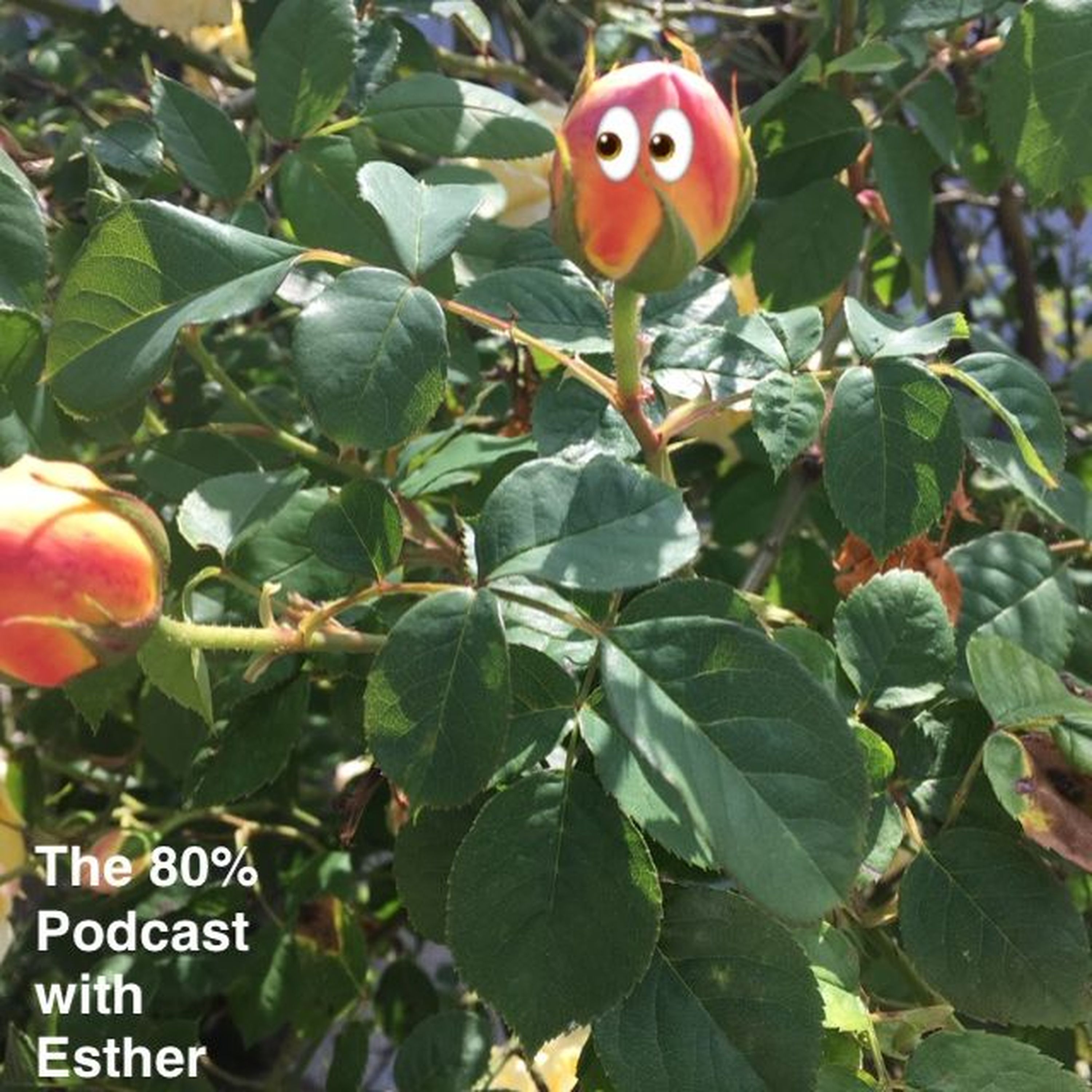 The 80% with Esther O\'Moore Donohoe