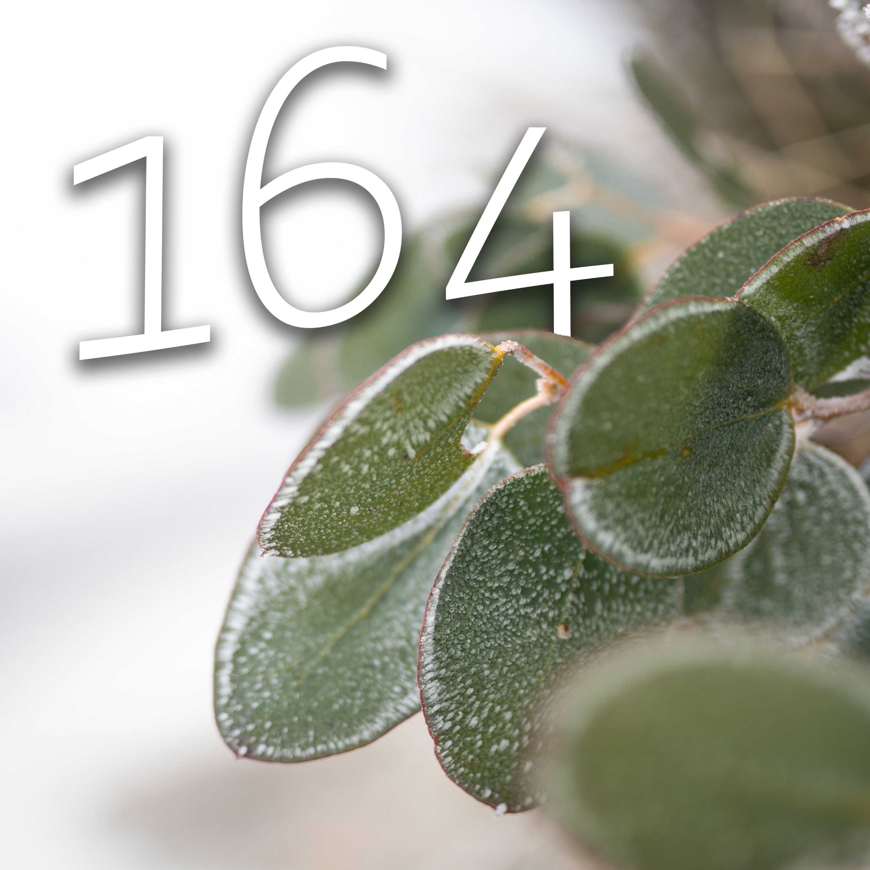 164 - New Year, New Garden