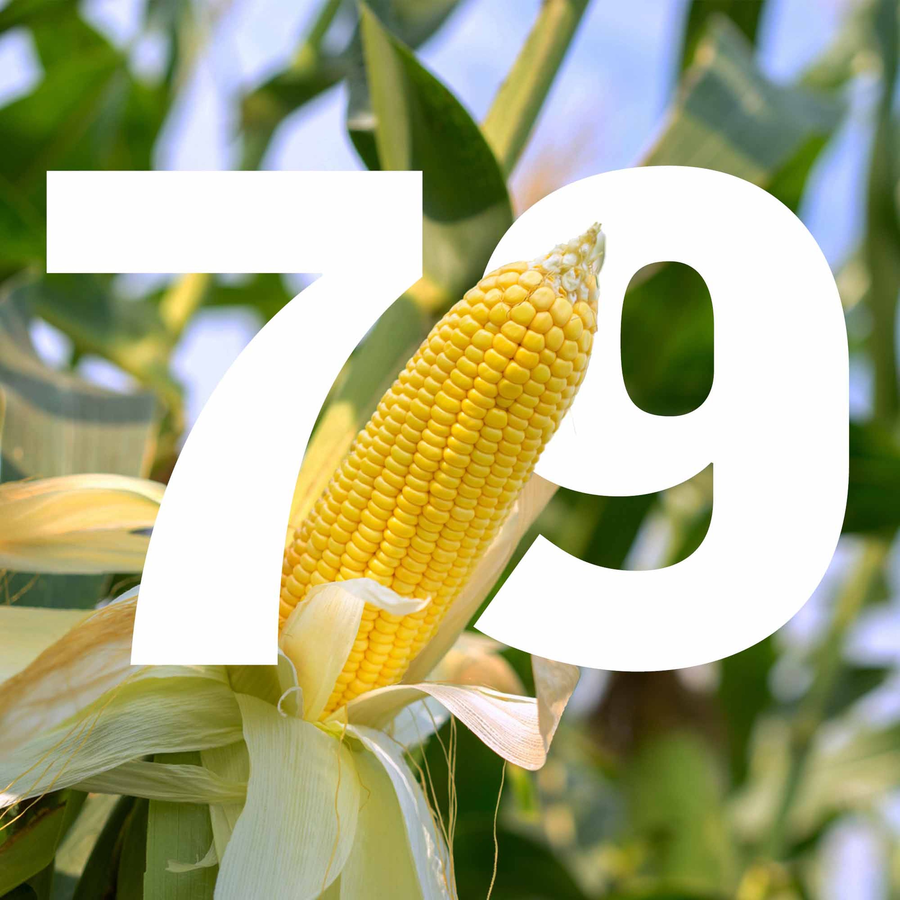 79 Sweet and Savoury Corn