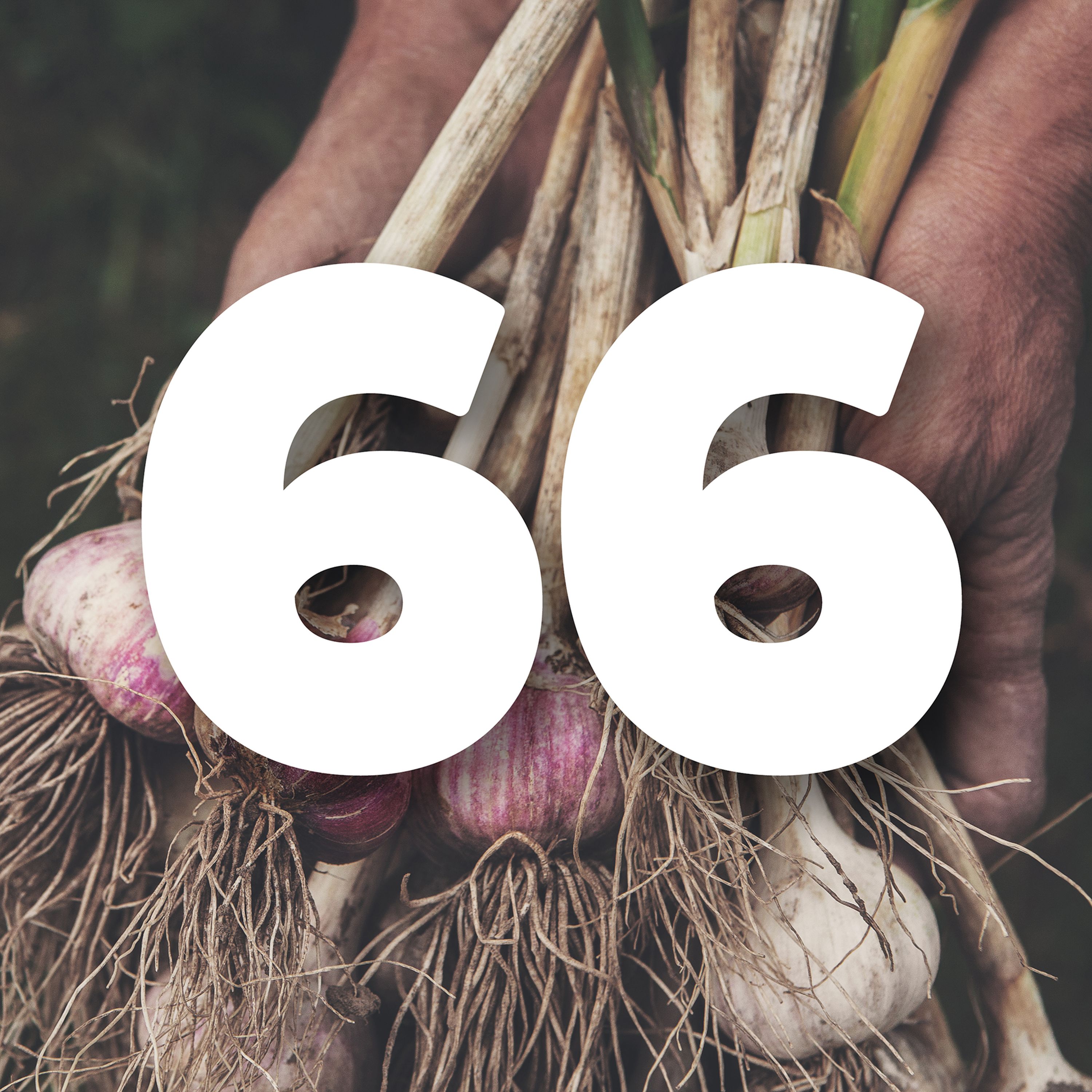 66 The Gift of Garlic