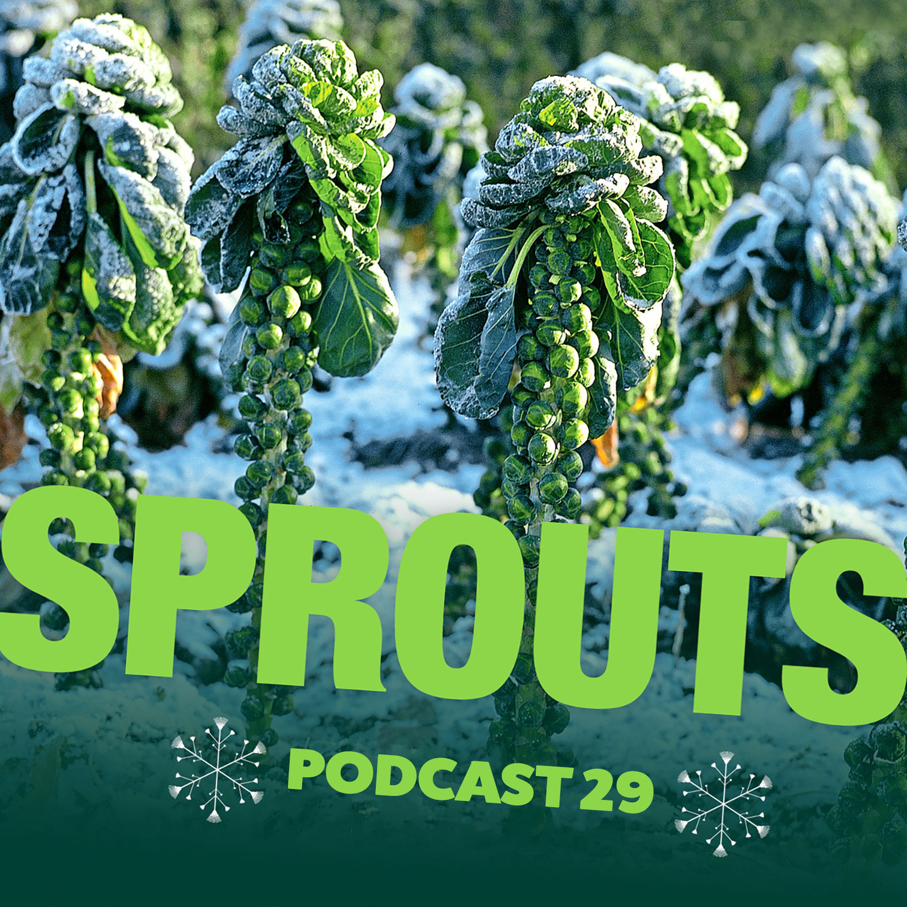 029 Sprouts - Not just for Christmas