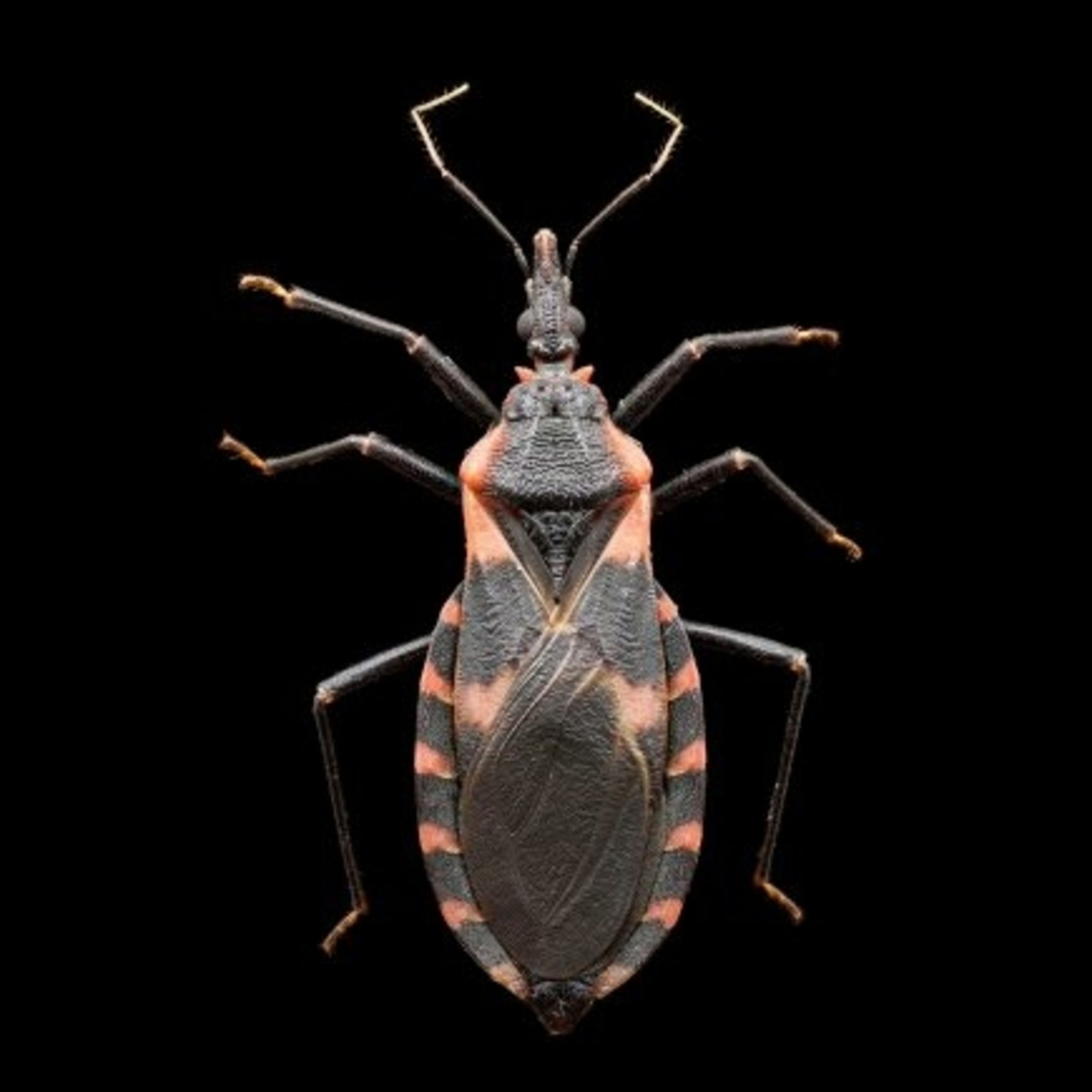 Episode 32: Chagas disease in the United States