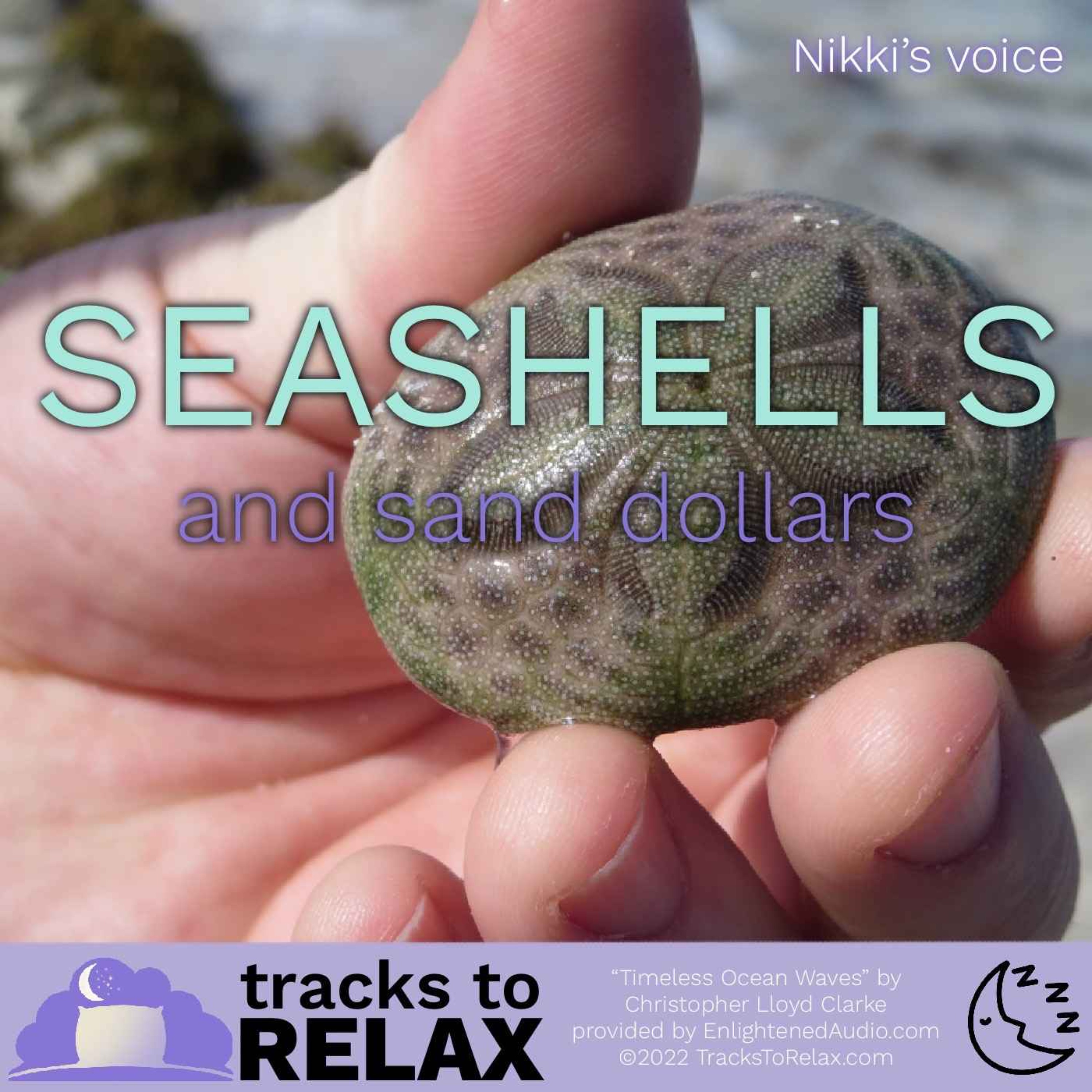 Seashell and Sand Dollars - Explore the ocean shore while you go to sleep