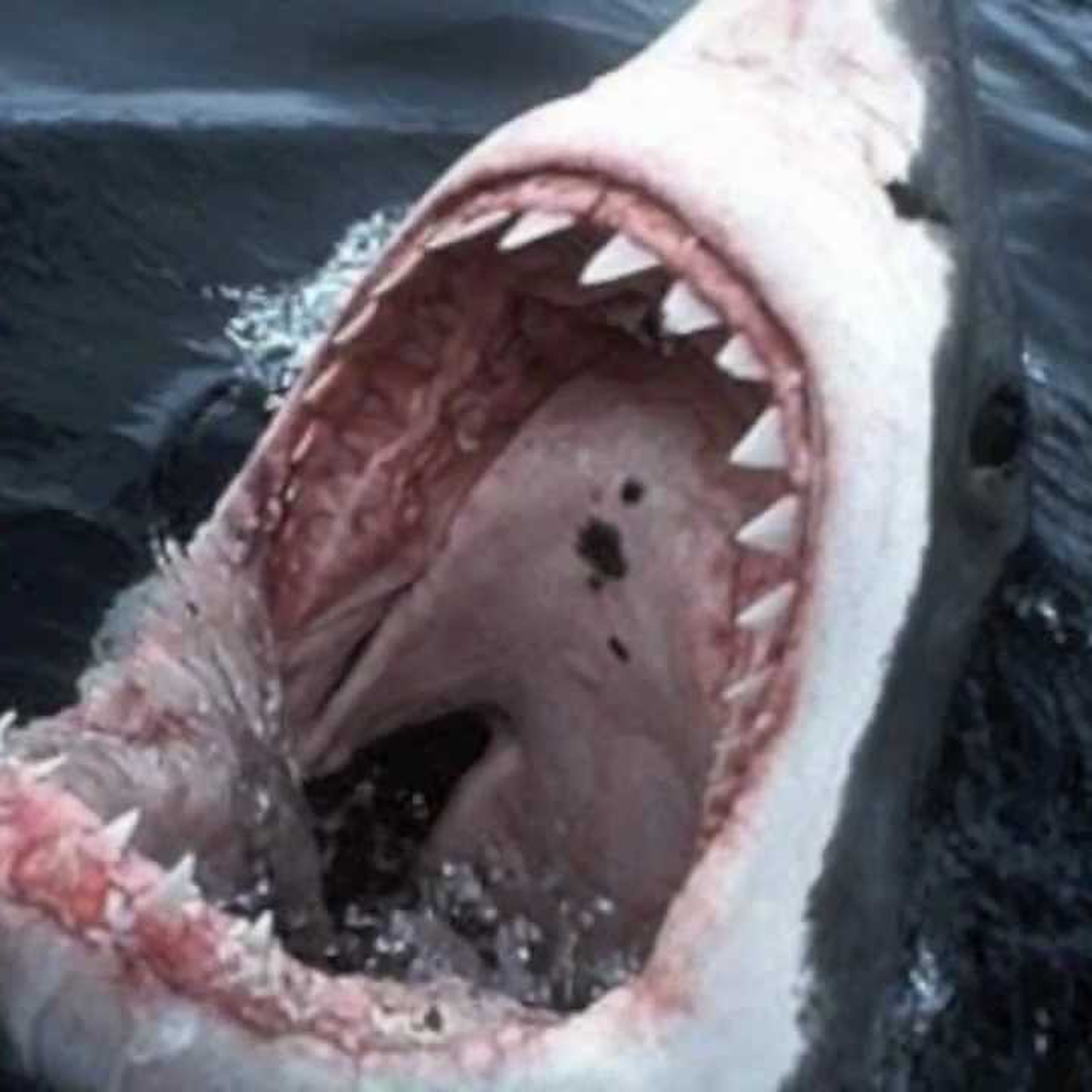 Terror on the Jersey Shore - The Shark Attacks of 1916 episode artwork