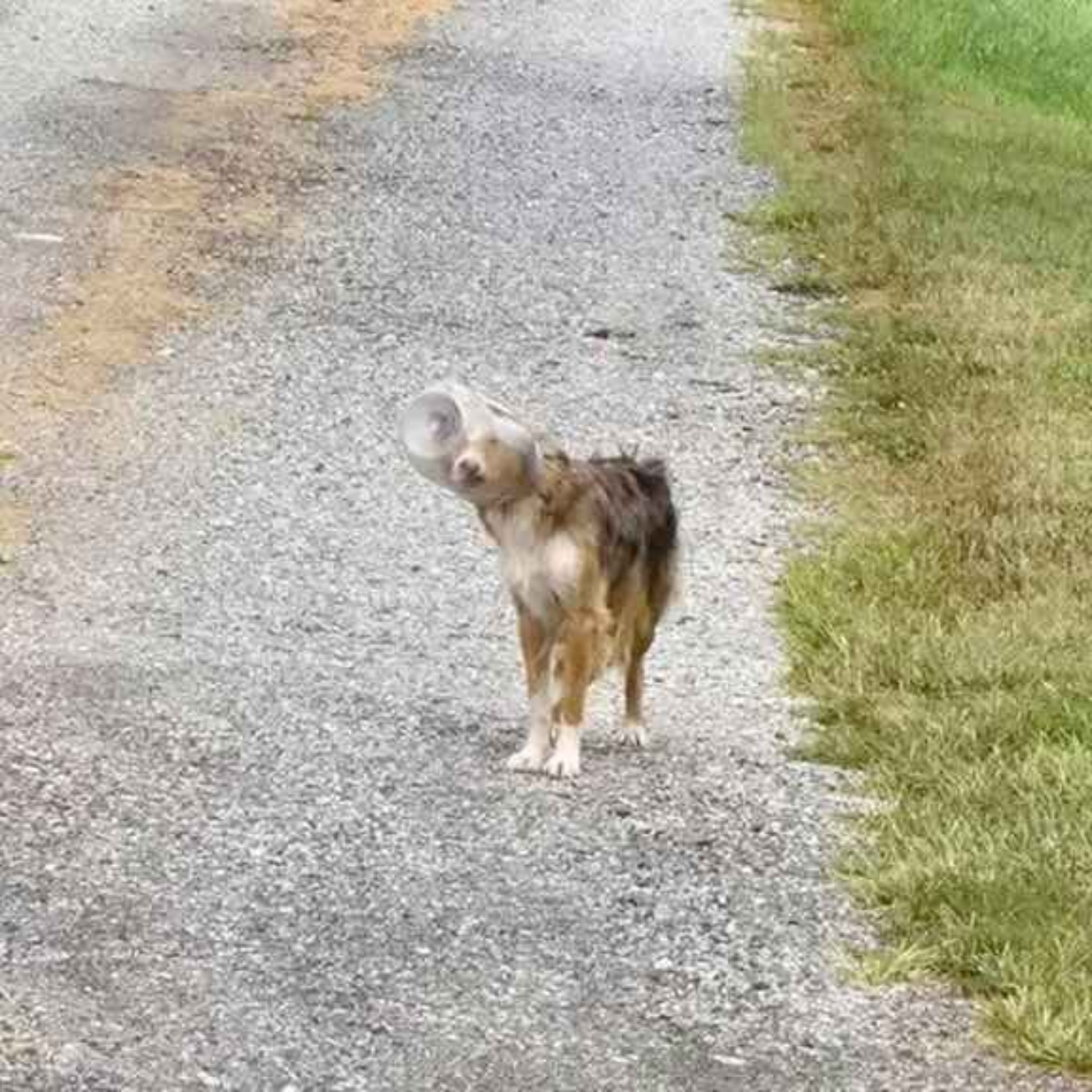 ep 348 - an object in a jar, a dog in a jar, all that AND a bag of chips! artwork