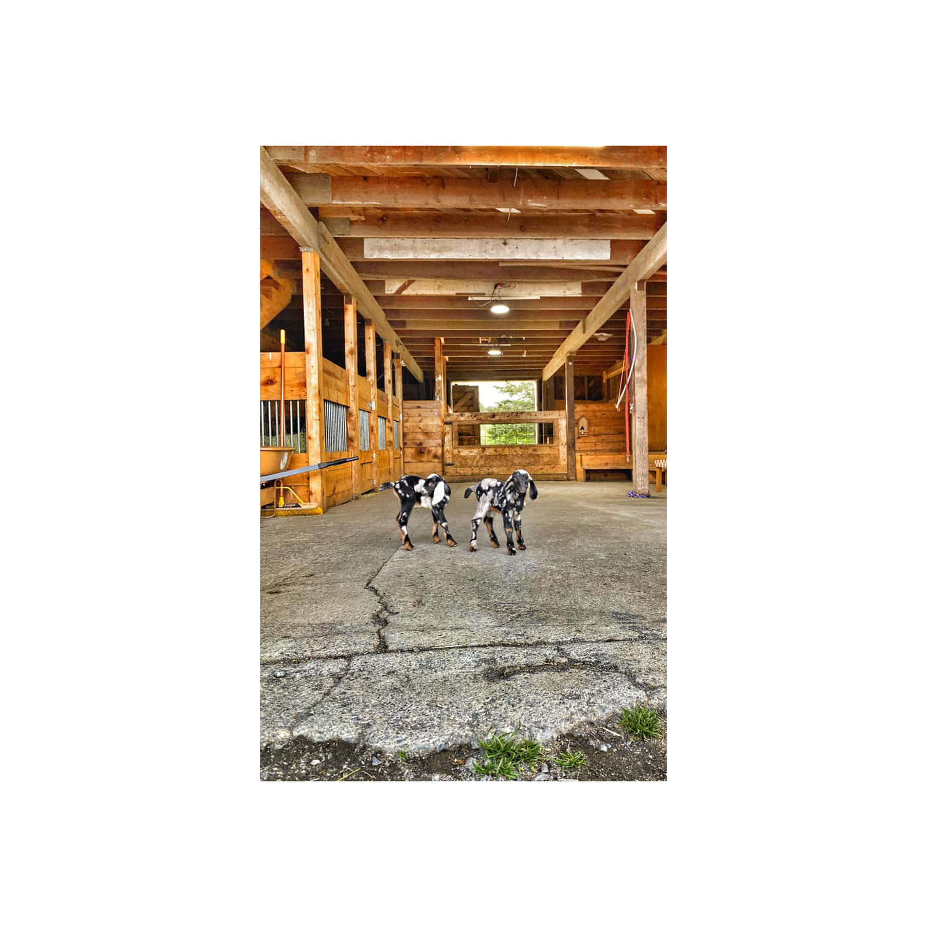 Kodiak Baptist Mission Goat Farm