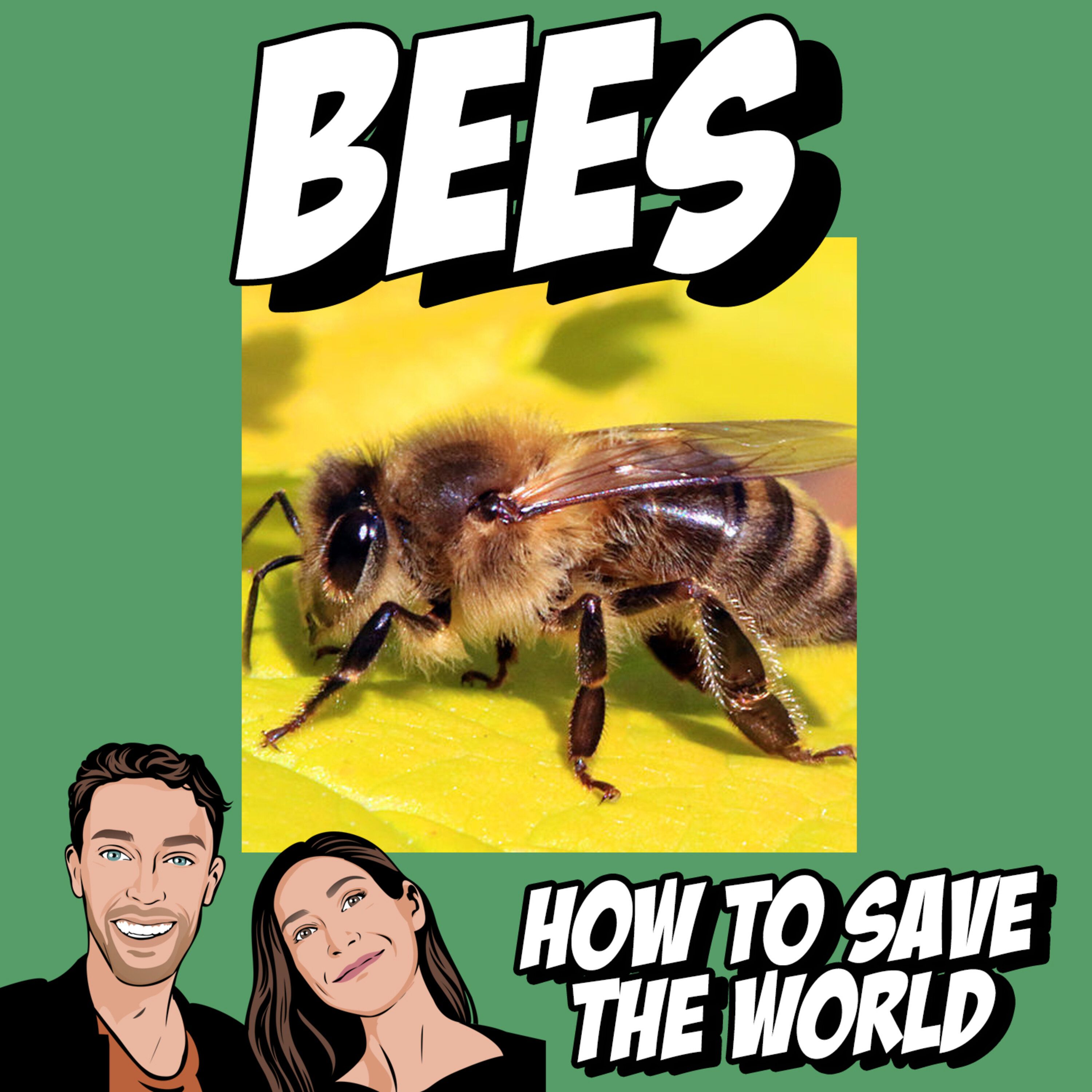 cover art for How To Save The Bees