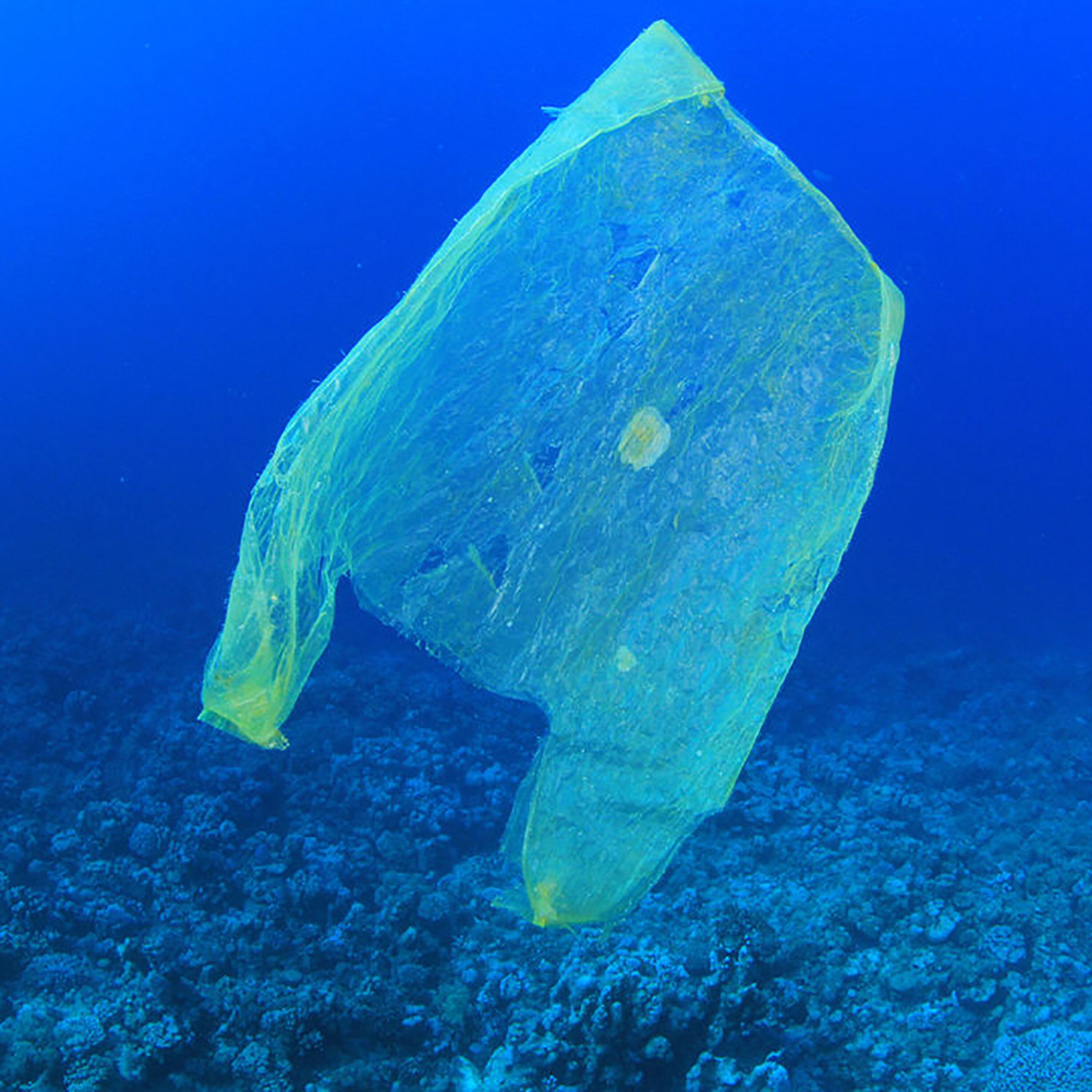 Bagging The Single Use Bags episode artwork