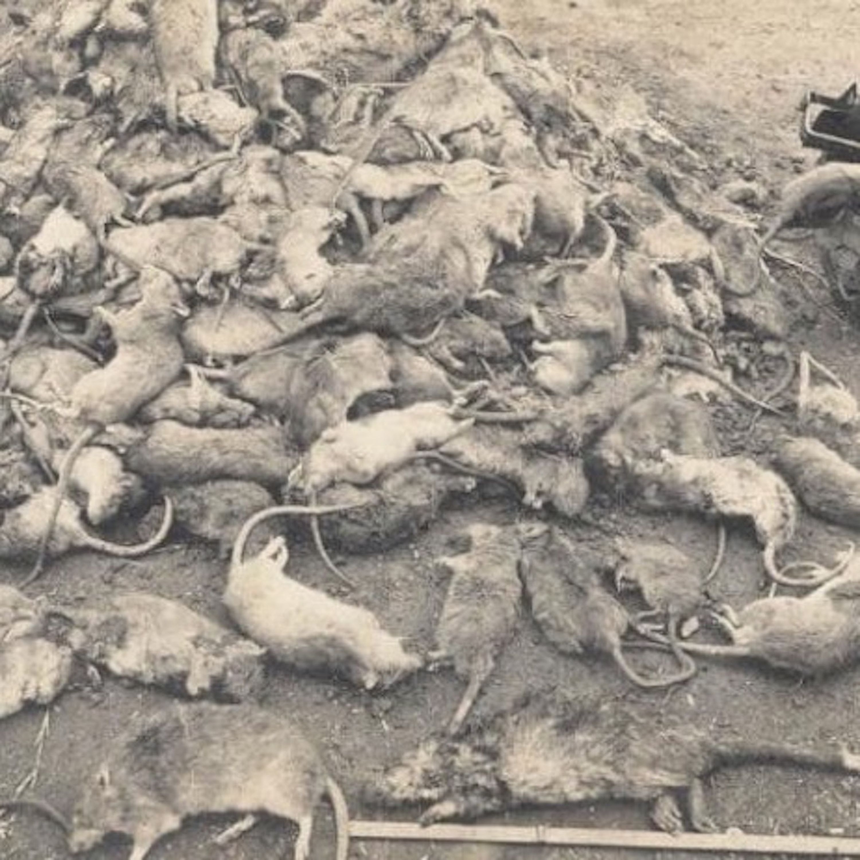 The Plague Of 1900 — Part Two: Lockdown, Washdown... Knockdown