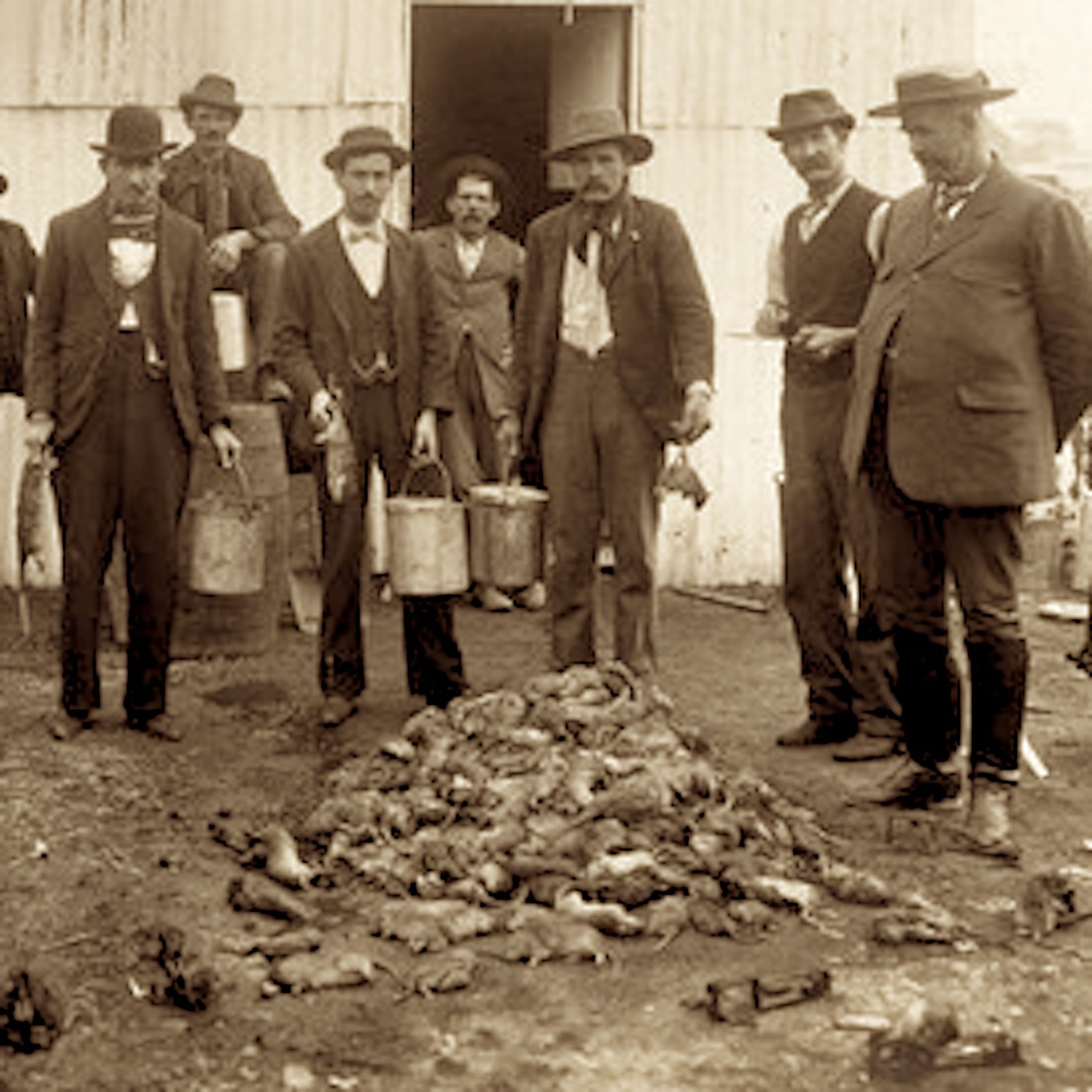 The Plague Of 1900 — Part One: The Rats Must Die
