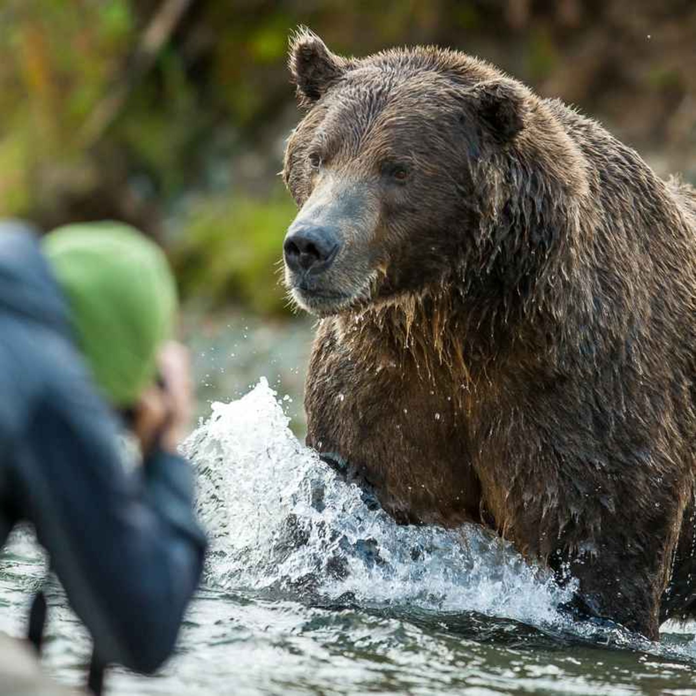 cover art for WW321: Ein Leben mit Bären – unterwegs in Alaska mit David Bittner