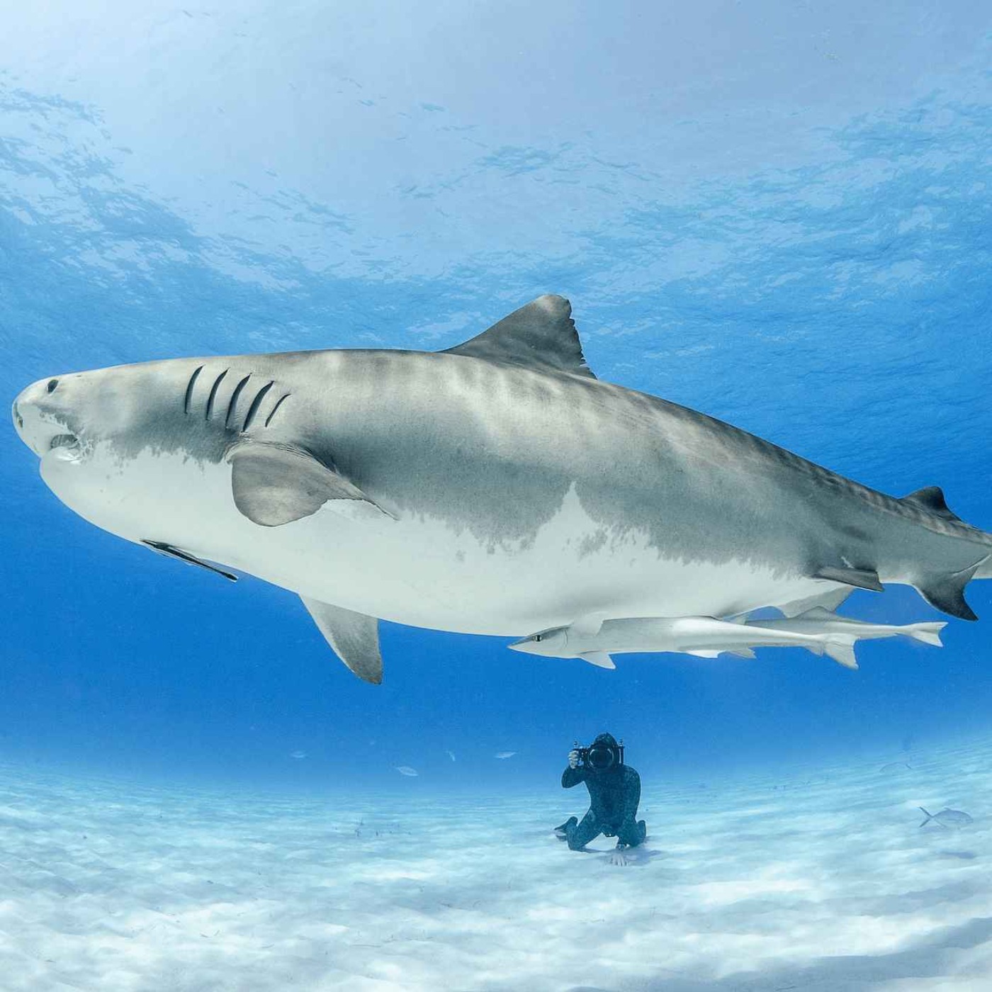 WW410: Tanz mit den Haien – mit Haiforscher Lukas Müller auf den Bahamas