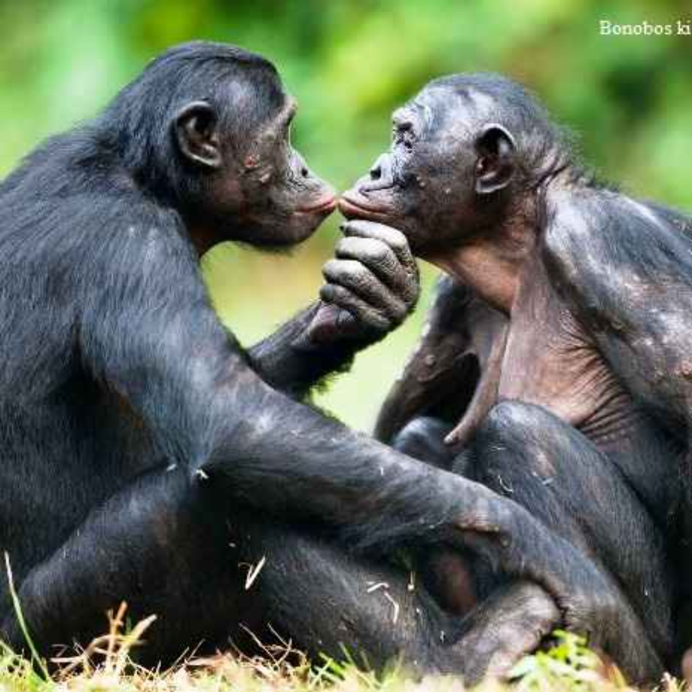 What's New In History - Bonobos and Herpes and Kissing, Oh My!
