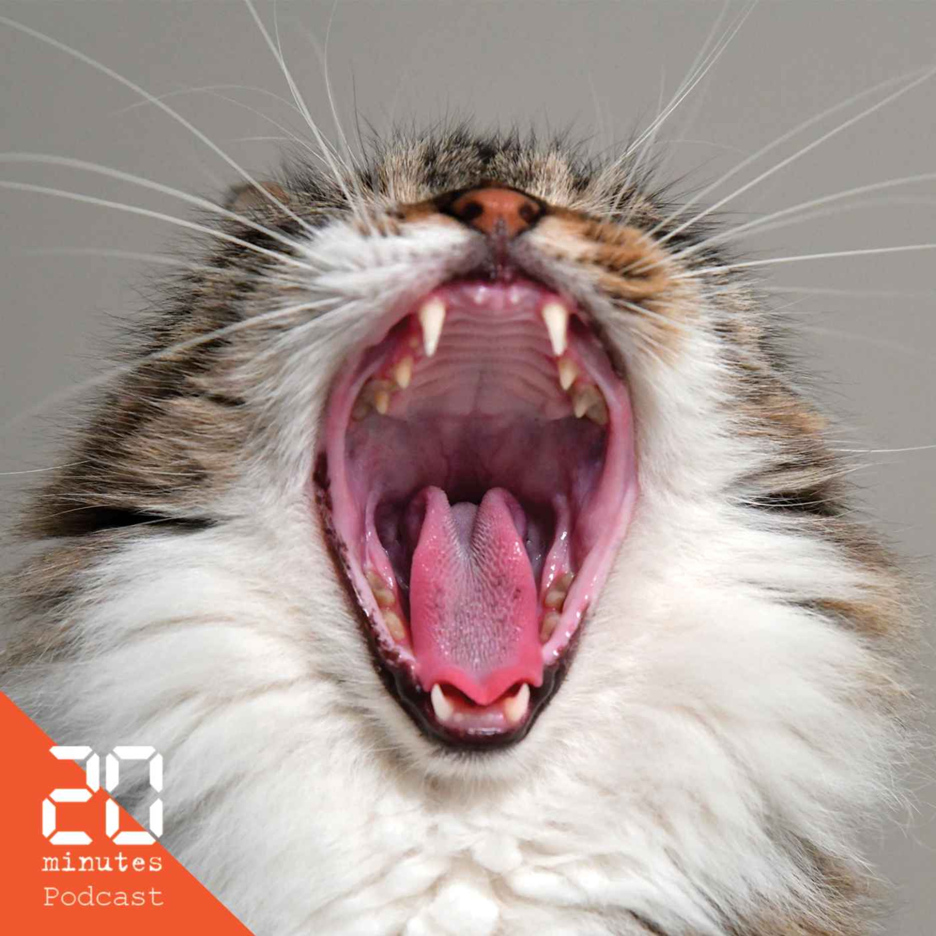 Le baîllement, une énigme scientifique encore à résoudre