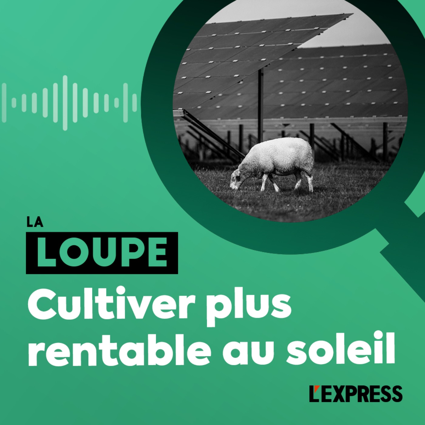 Cultiver plus rentable au soleil
