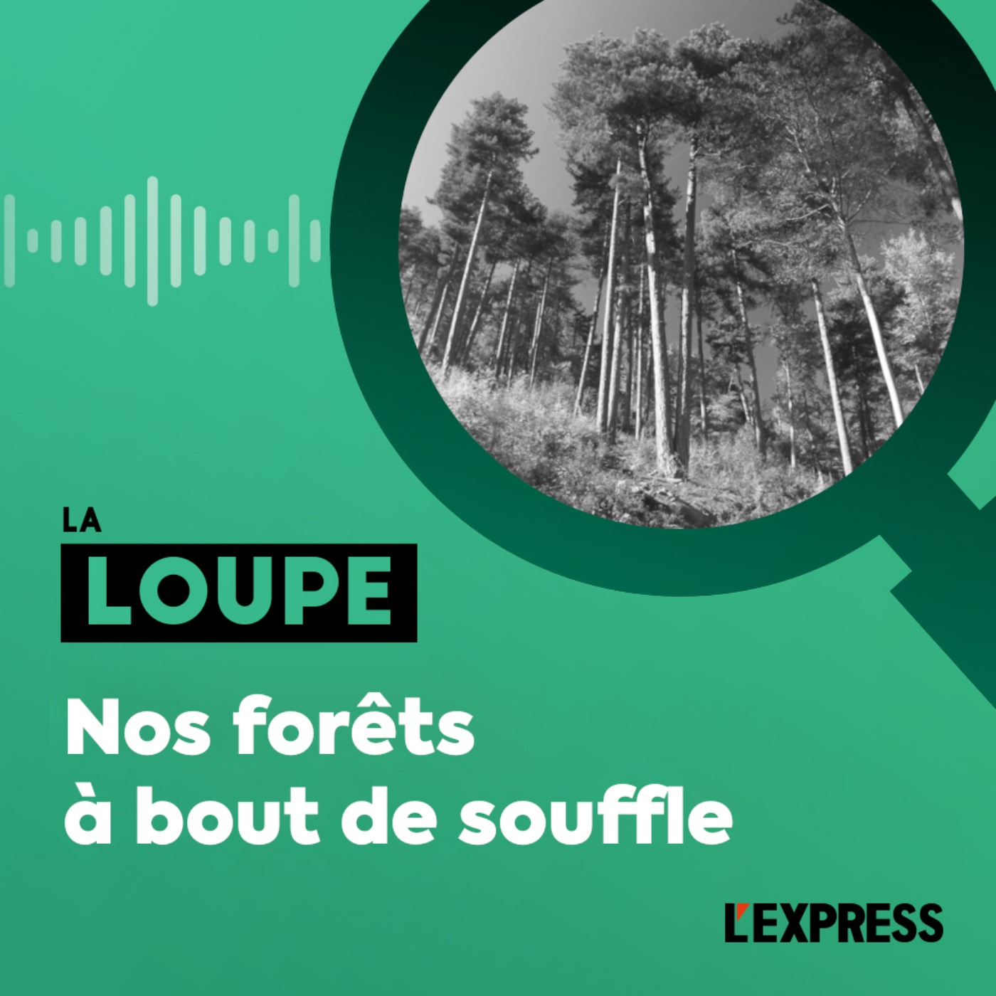 Nos forêts à bout de souffle