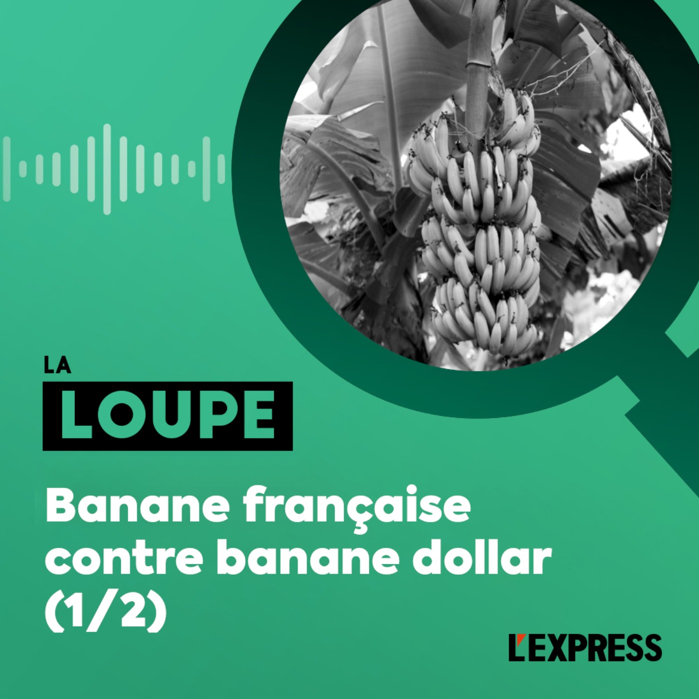 Banane française contre banane dollar (1/2) (rediffusion)
