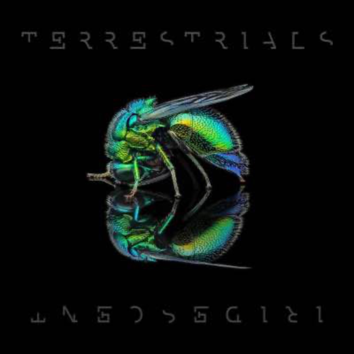 Ep 232 Scott Alexander from Aus band Terrestrials talks to HMT about the album and their muiscal journey