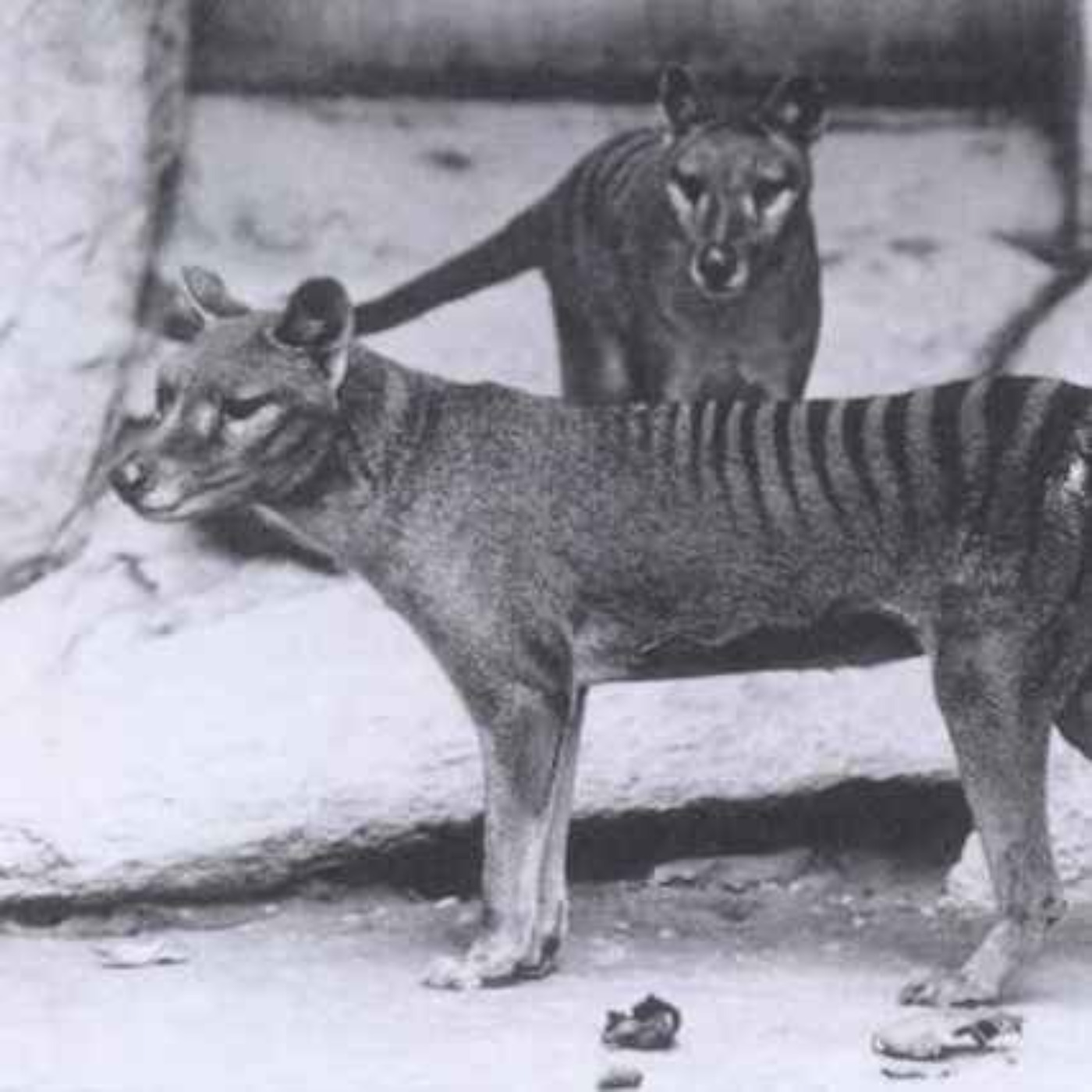 Last of the Tasmanian Tigers