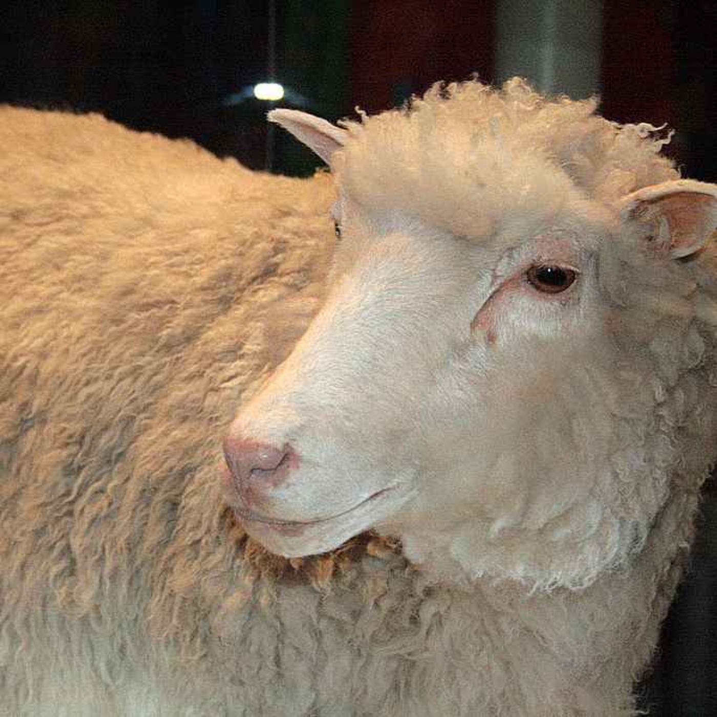The Most Famous Sheep in the World