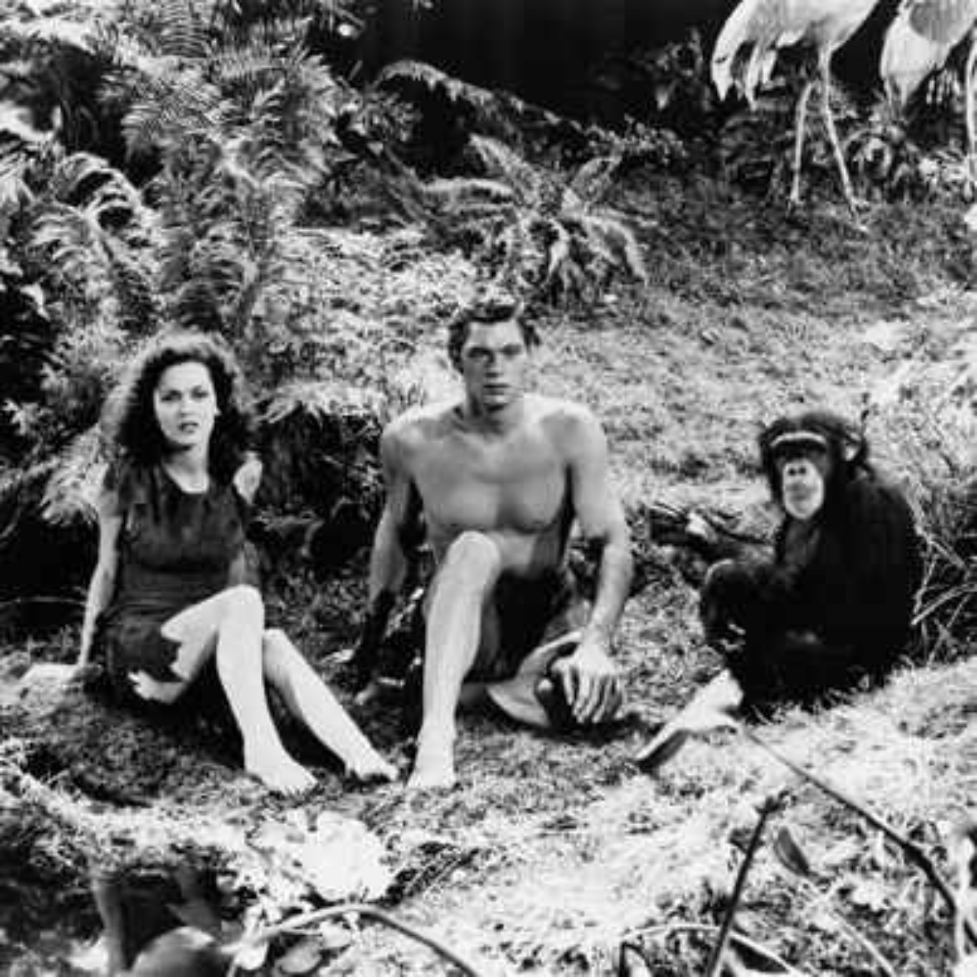 When Tarzan Went To Hollywood