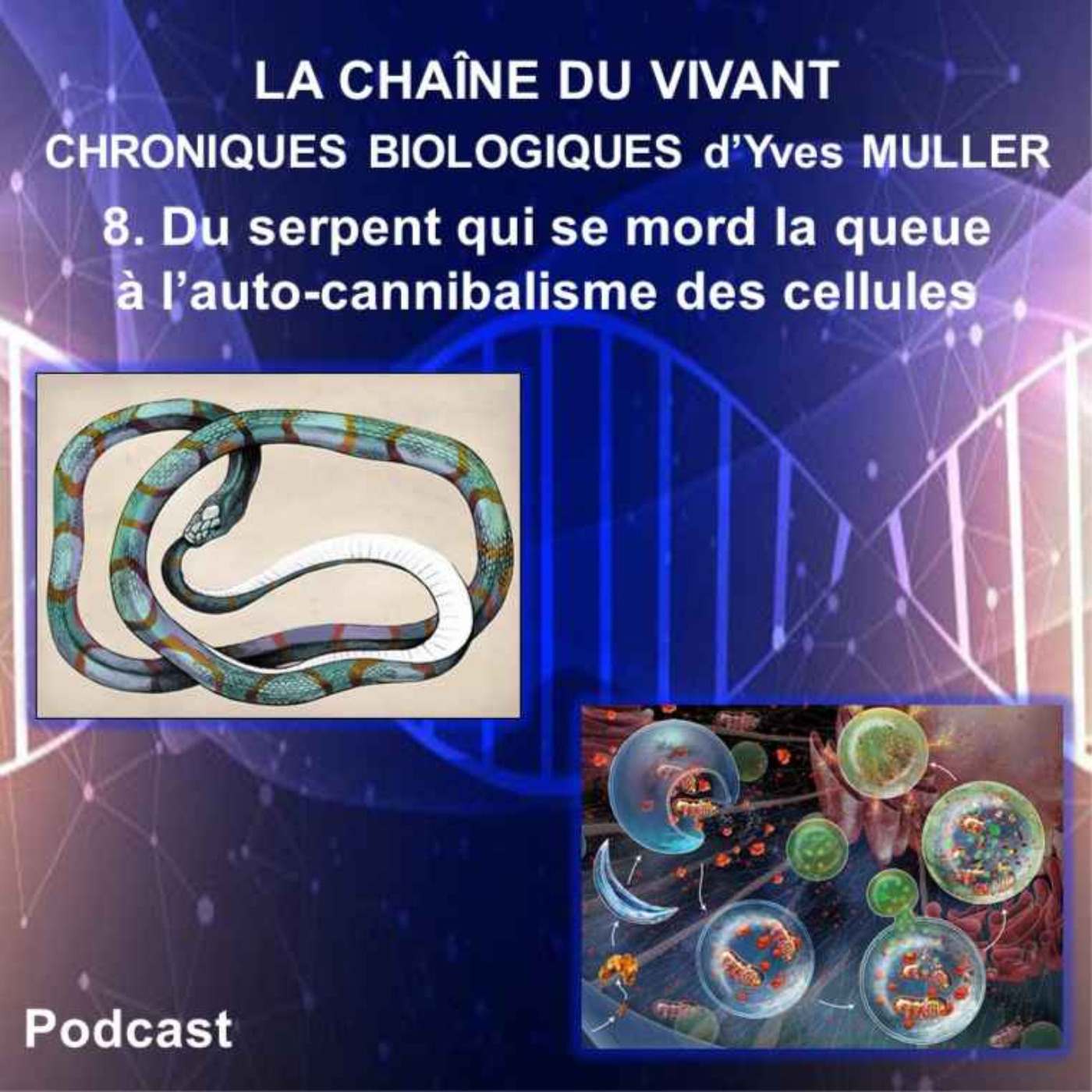 8. Du serpent qui se mord la queue à l’auto-cannibalisme des cellules episode artwork