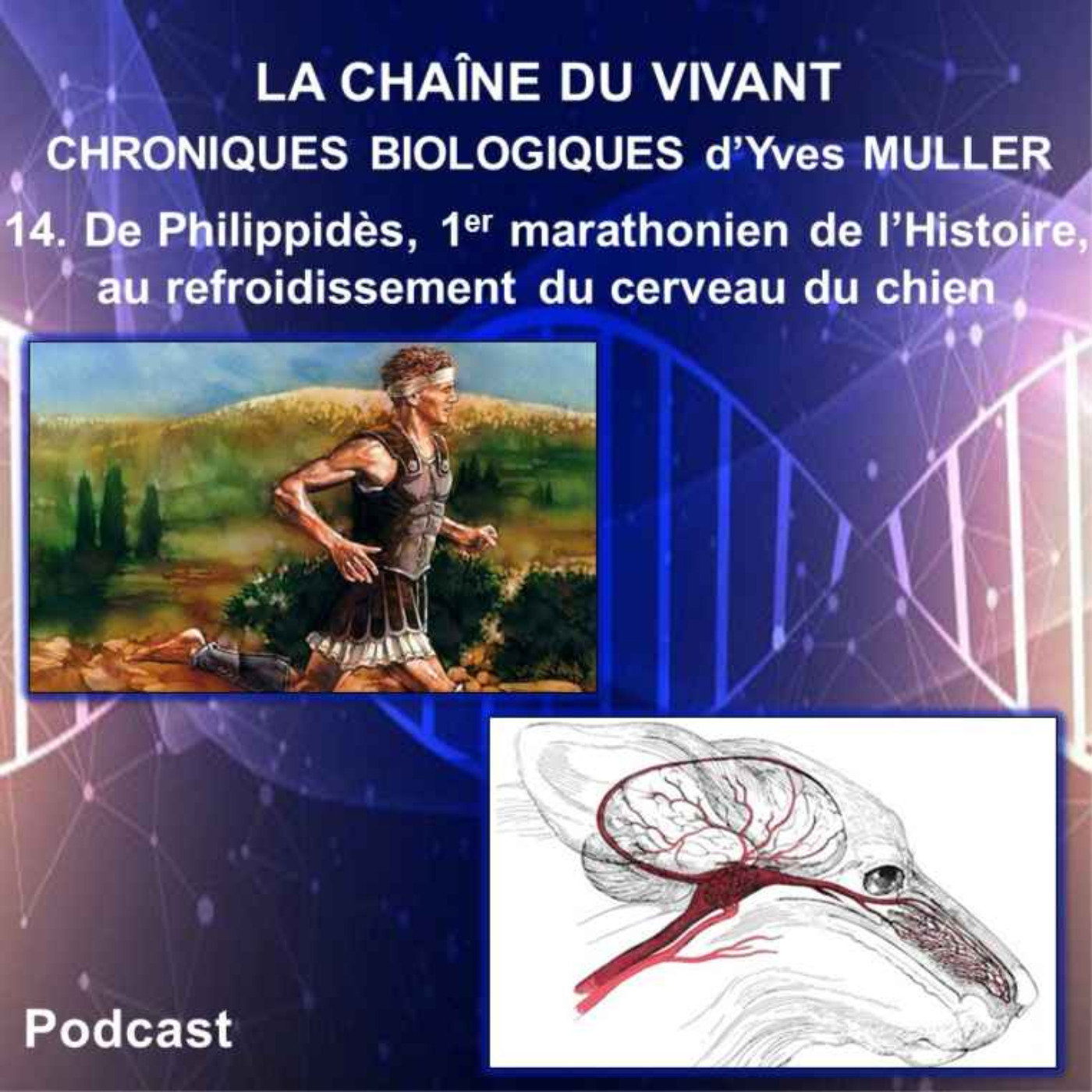 14. De Philippidès, premier marathonien de l’Histoire, au système de refroidissement du cerveau du chien episode artwork