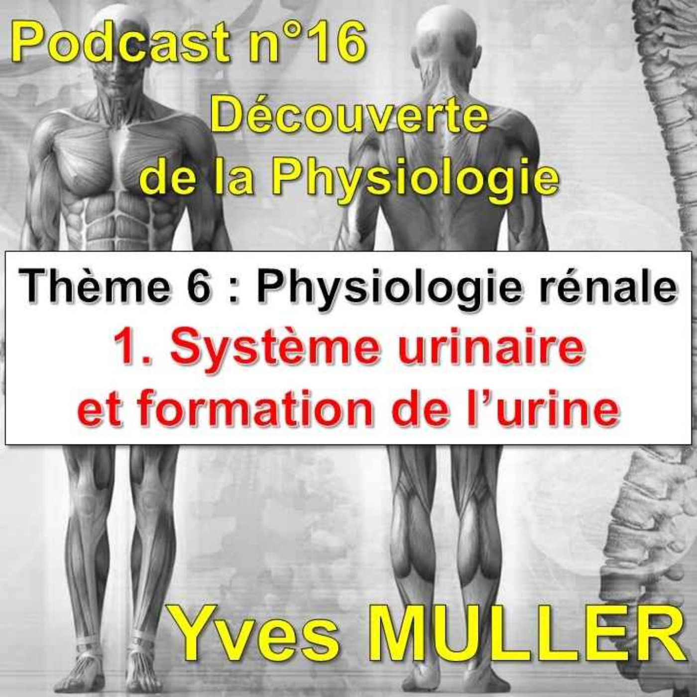 16. Physiologie rénale - Système urinaire et formation de l'urine episode artwork