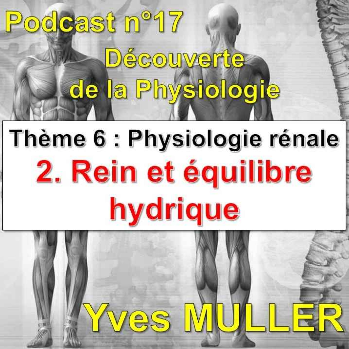 17. Physiologie rénale - Rein et équilibre hydrique episode artwork