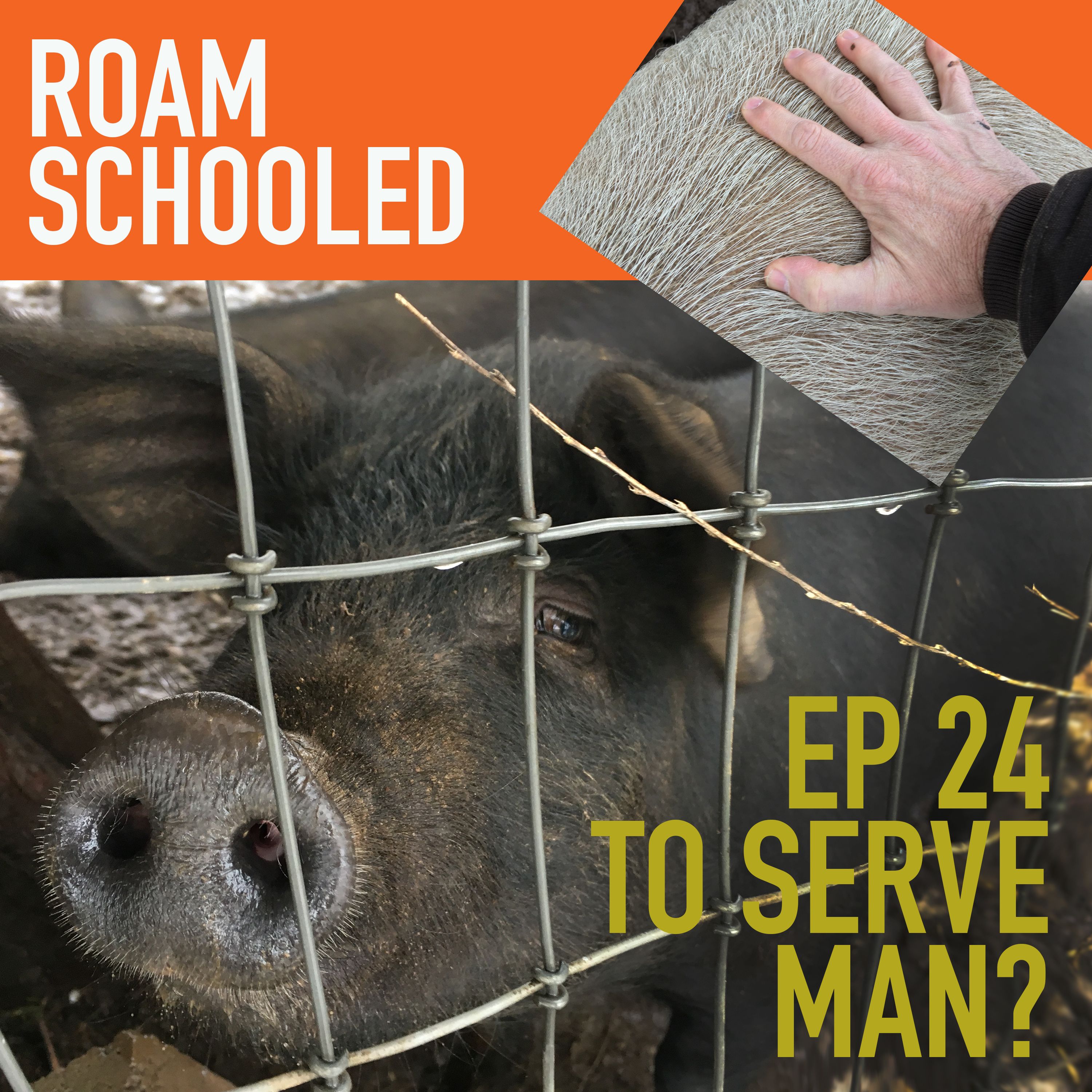Roam Schooled