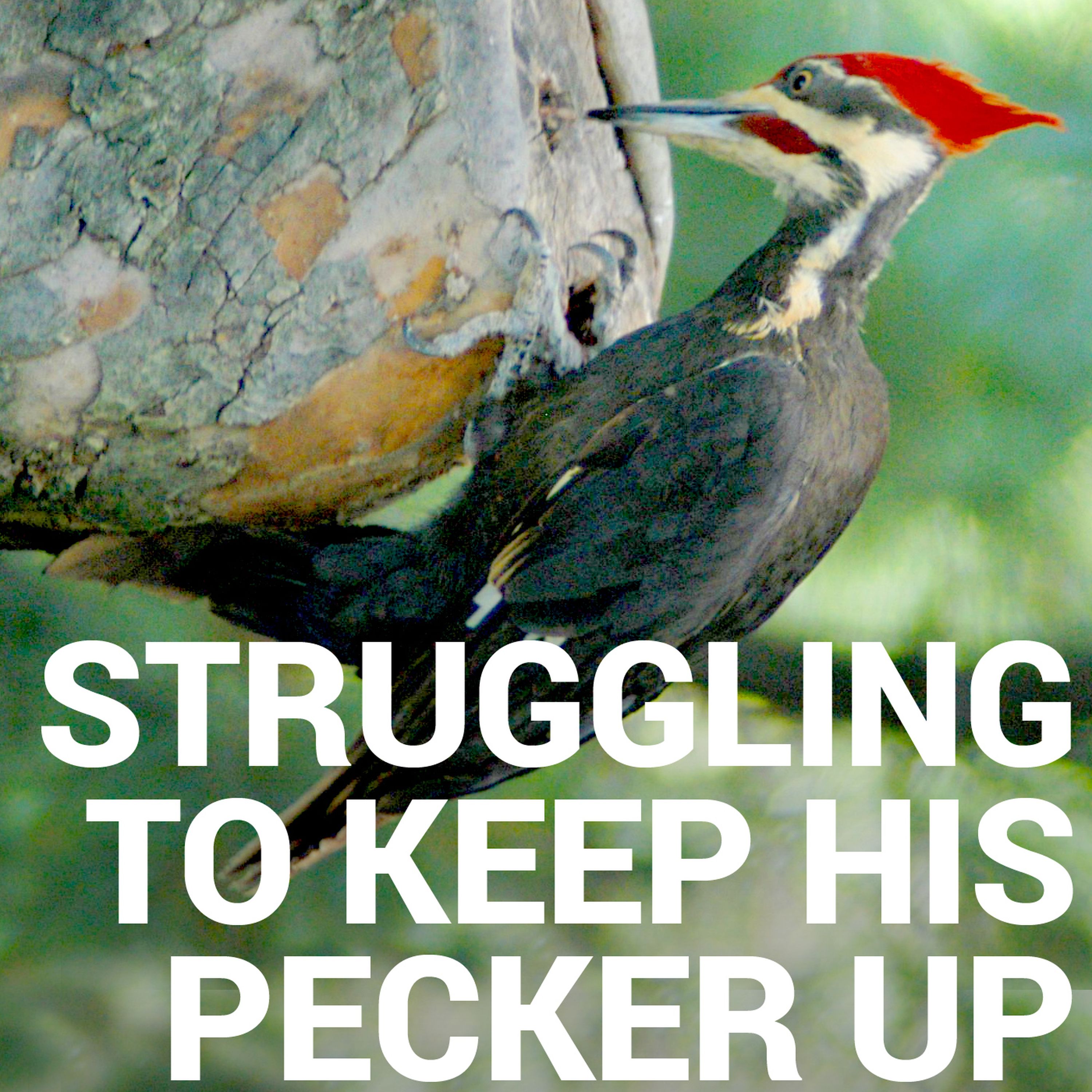 160 - Struggling to Keep His Pecker Up