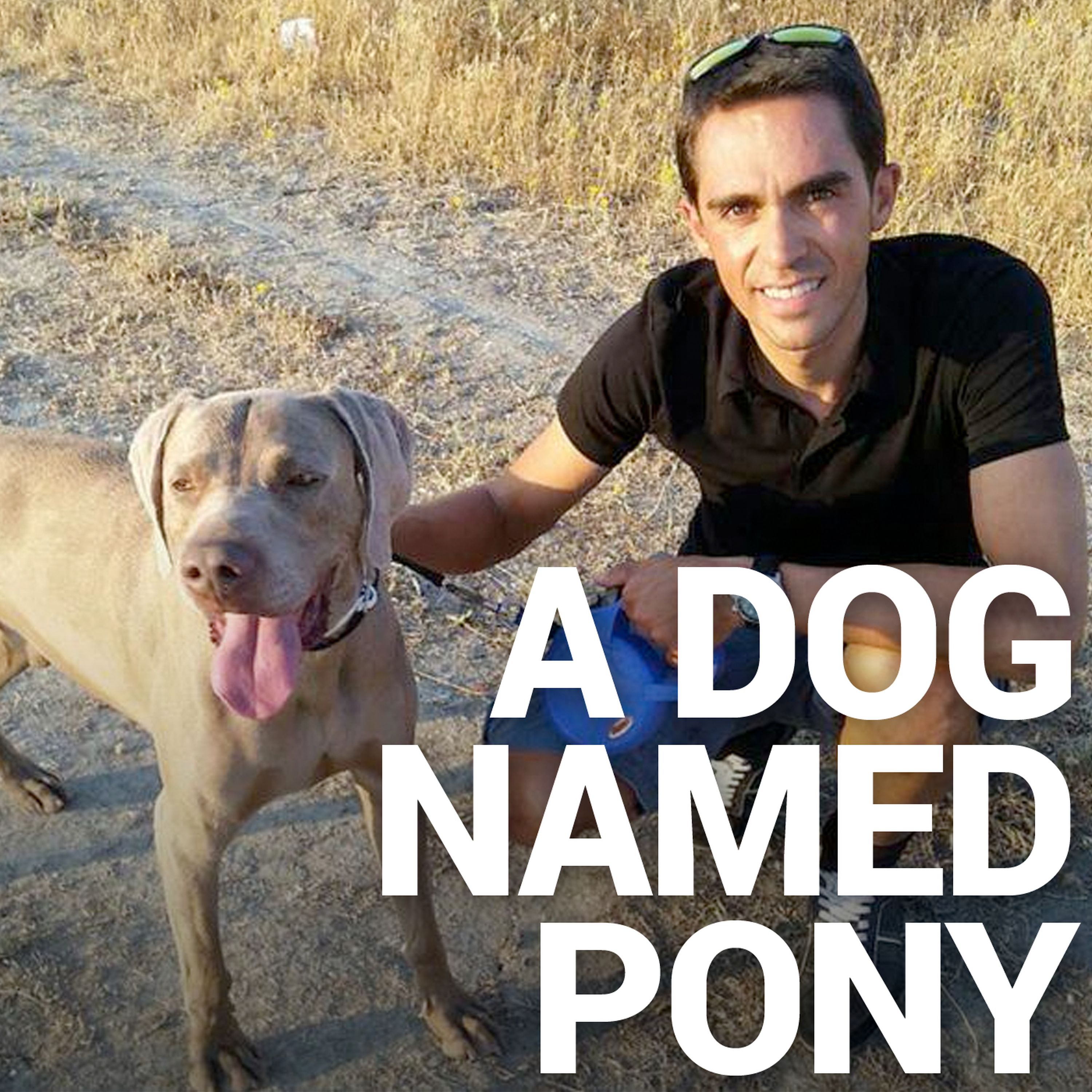 A Dog Named Pony