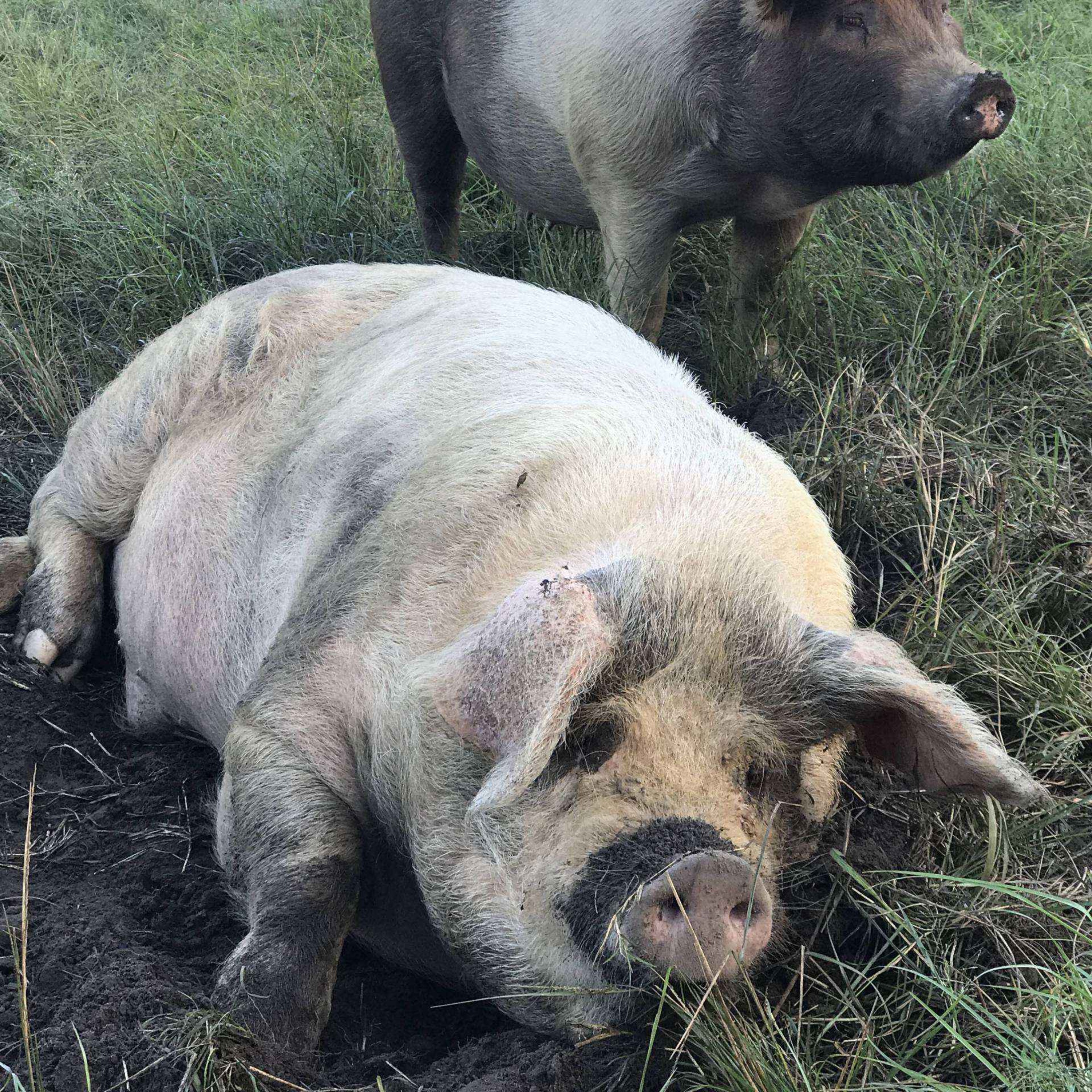 A Little Bit Dusty