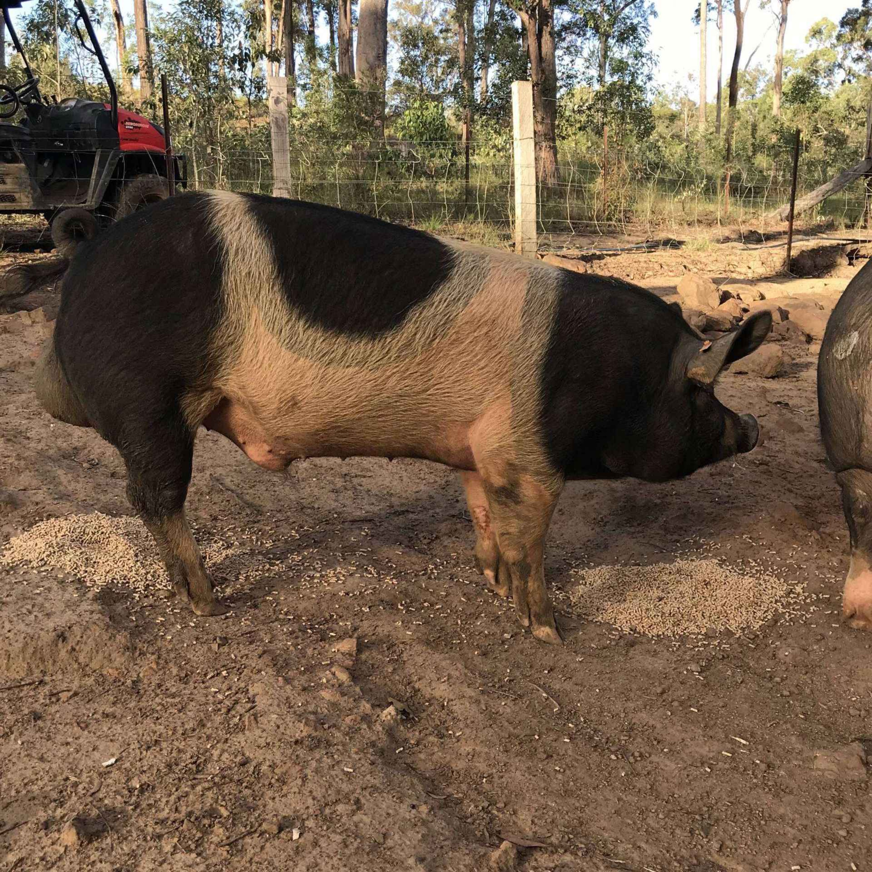 A Little Bit Dusty