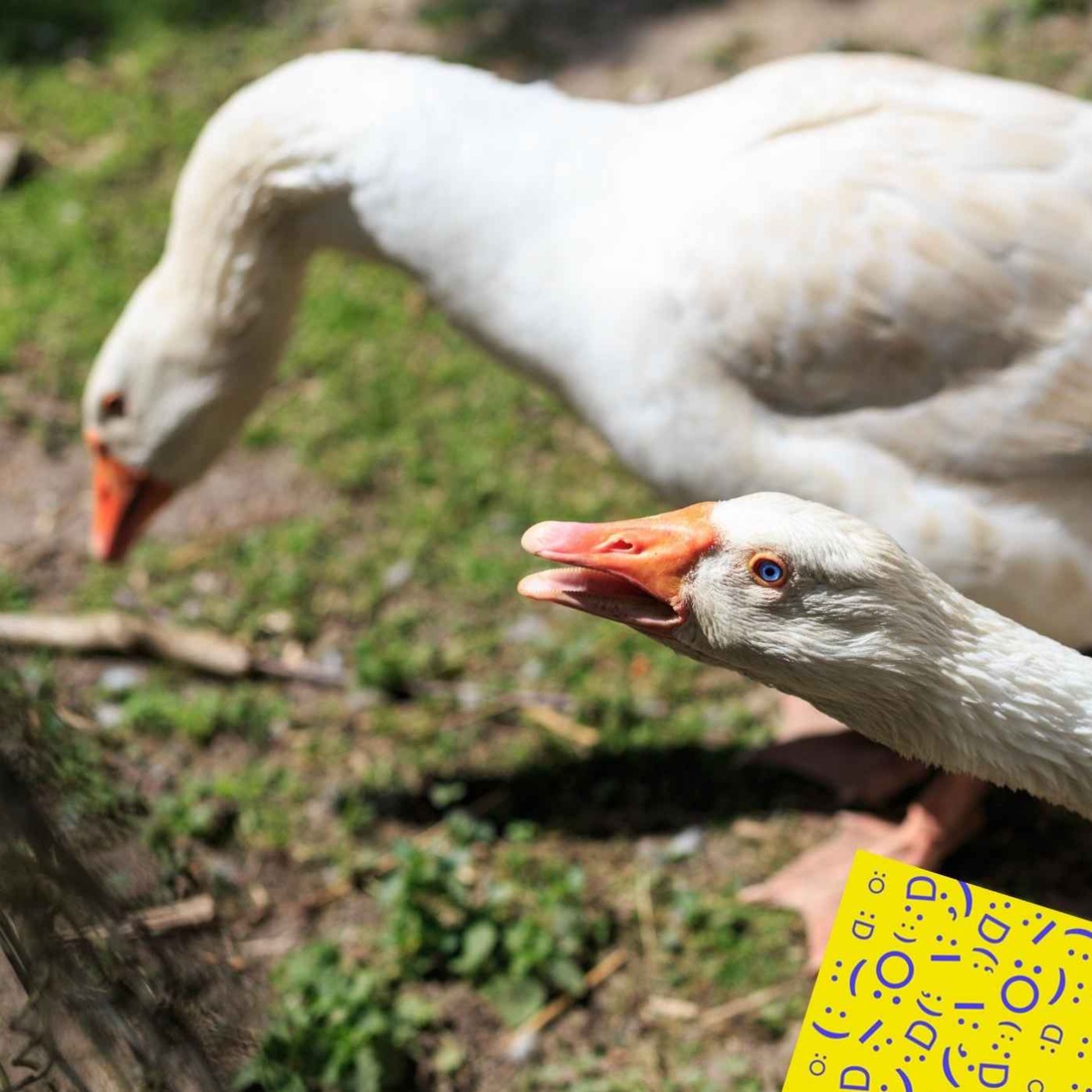 Dans le Béarn, le mode de vie alternatif et radical de Clément Osé