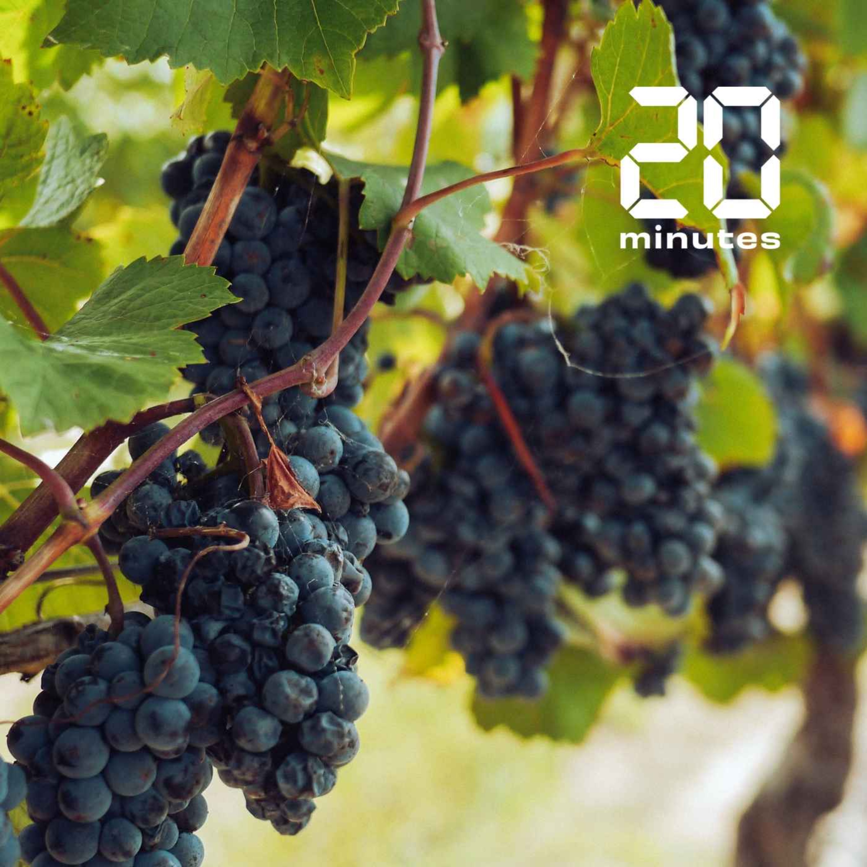 Quel goût aura le bordeaux en 2050? #4