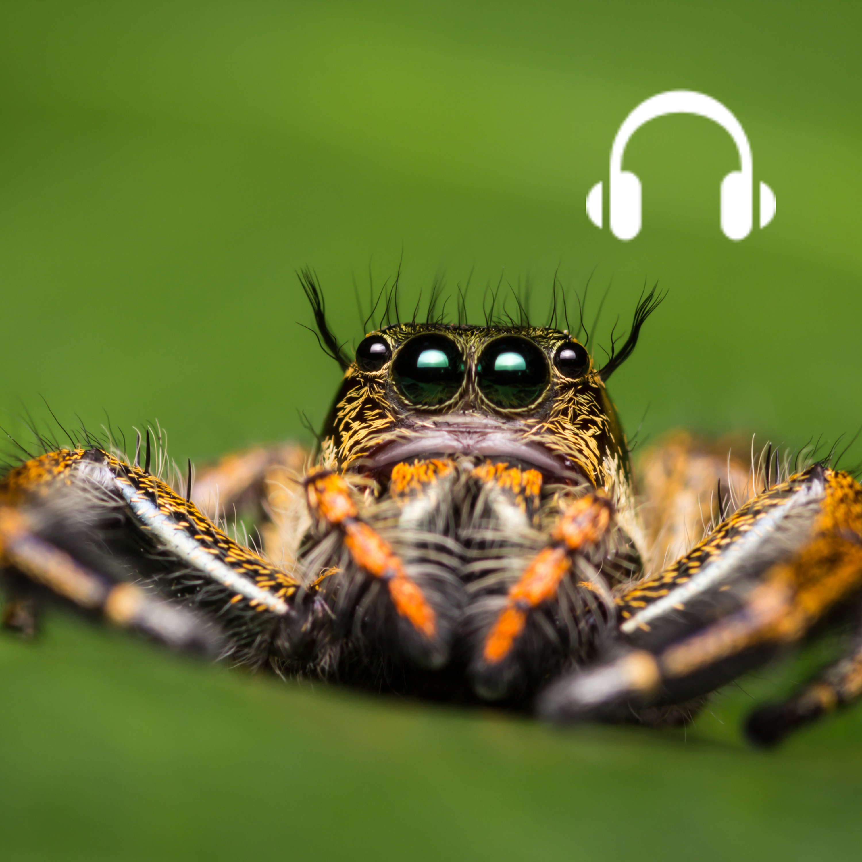 Les araignées, même pas peur !