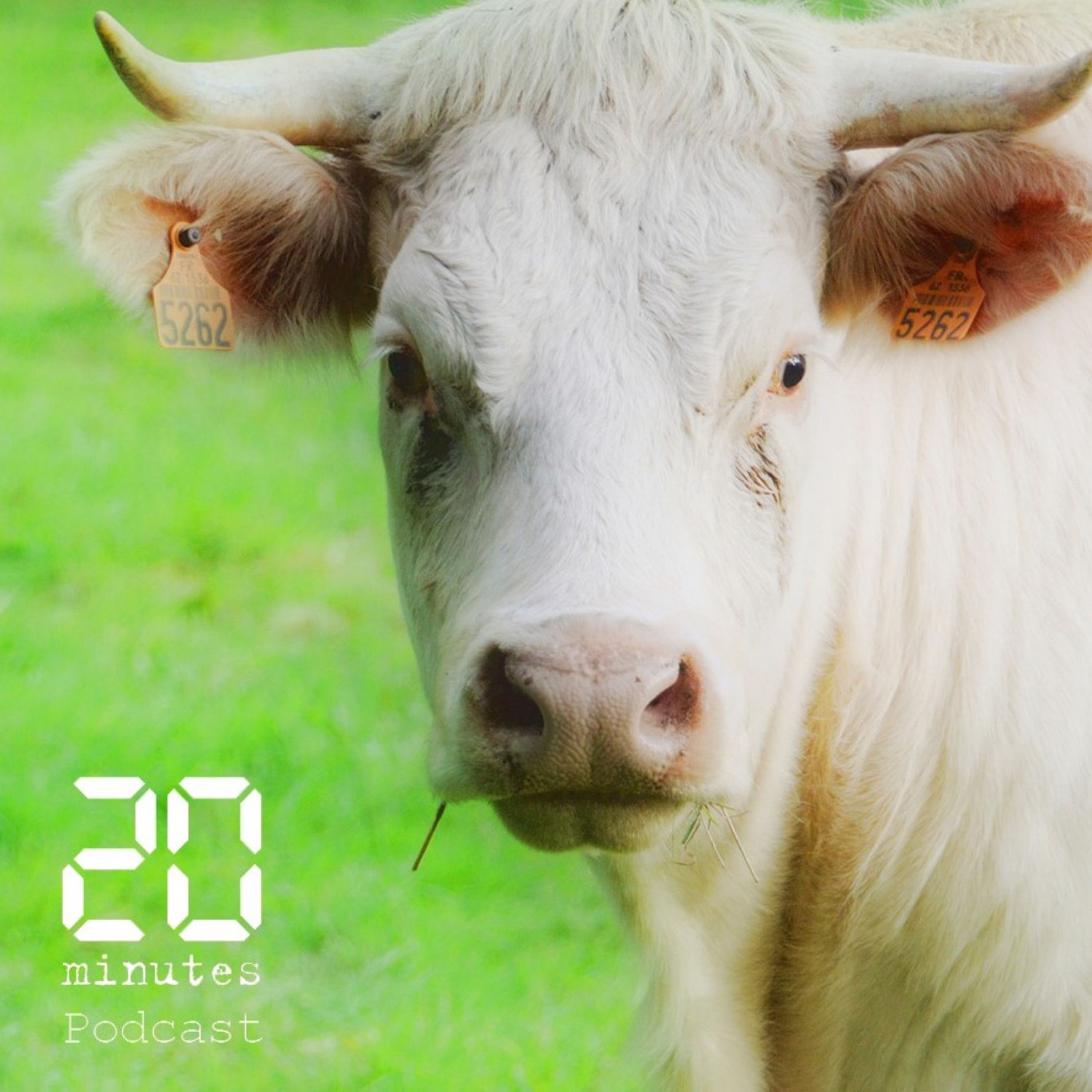 Idéale, la vache la plus célèbre de France