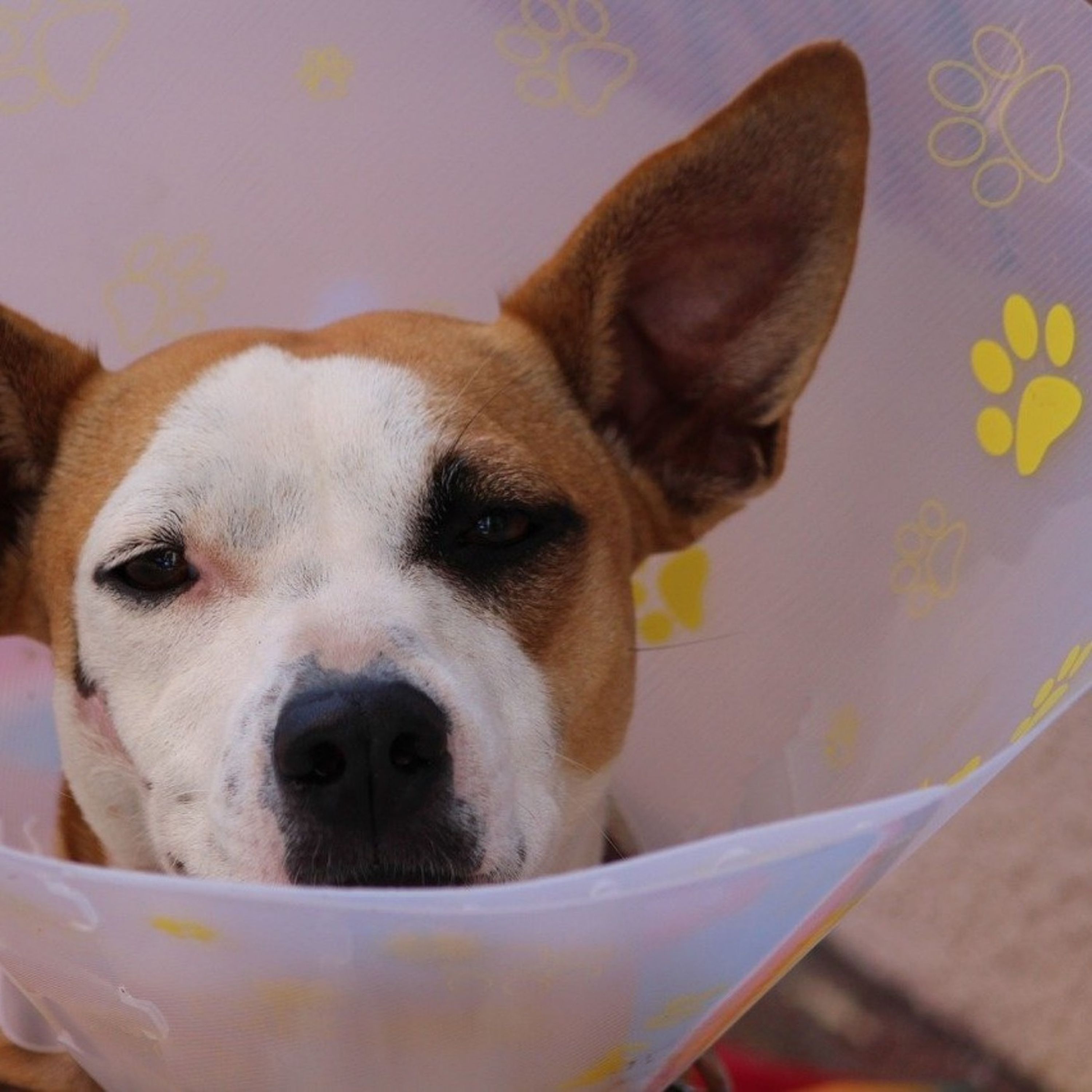 Un dispensaire strasbourgeois pour soigner les animaux des personnes démunies