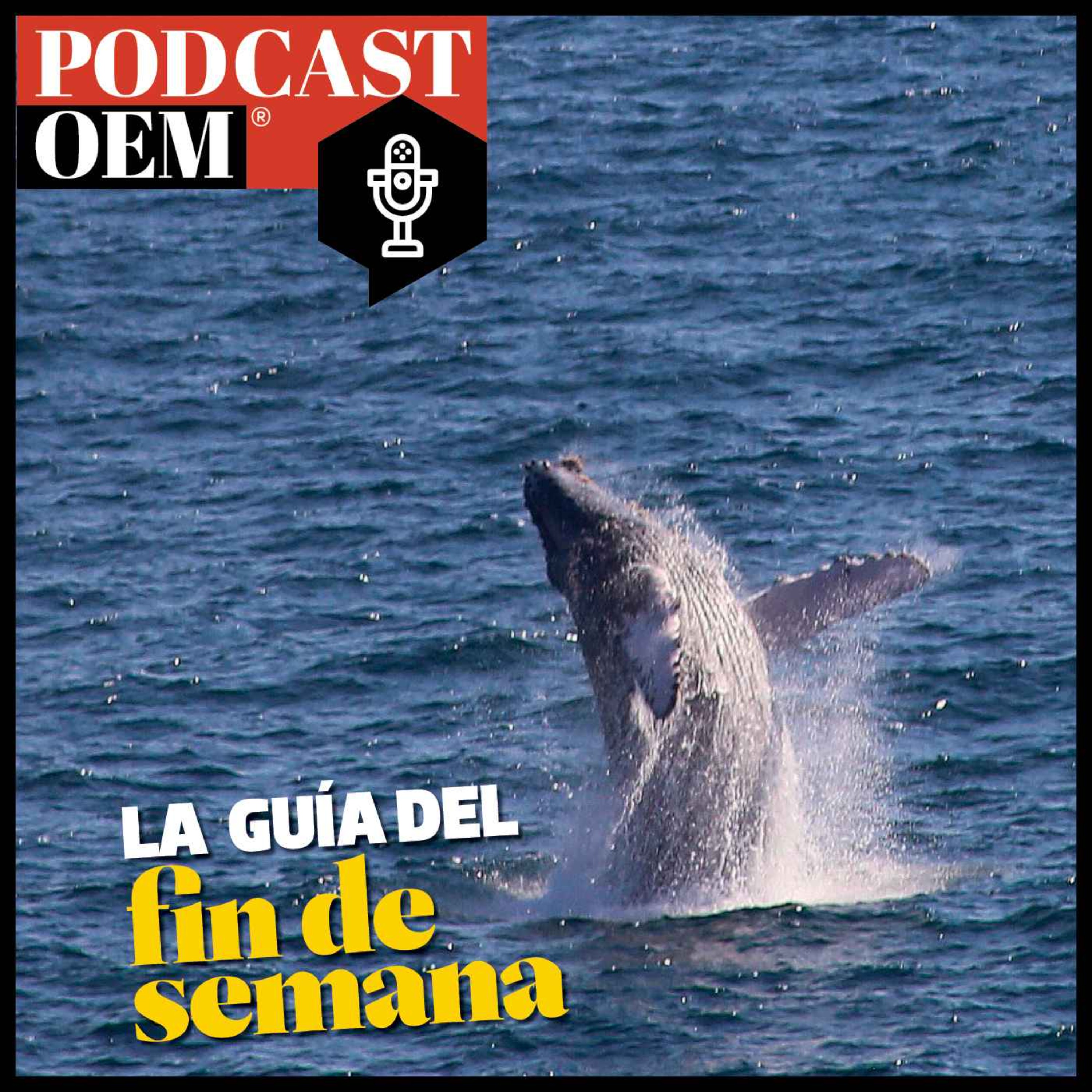 cover art for Dónde ver ballenas en México