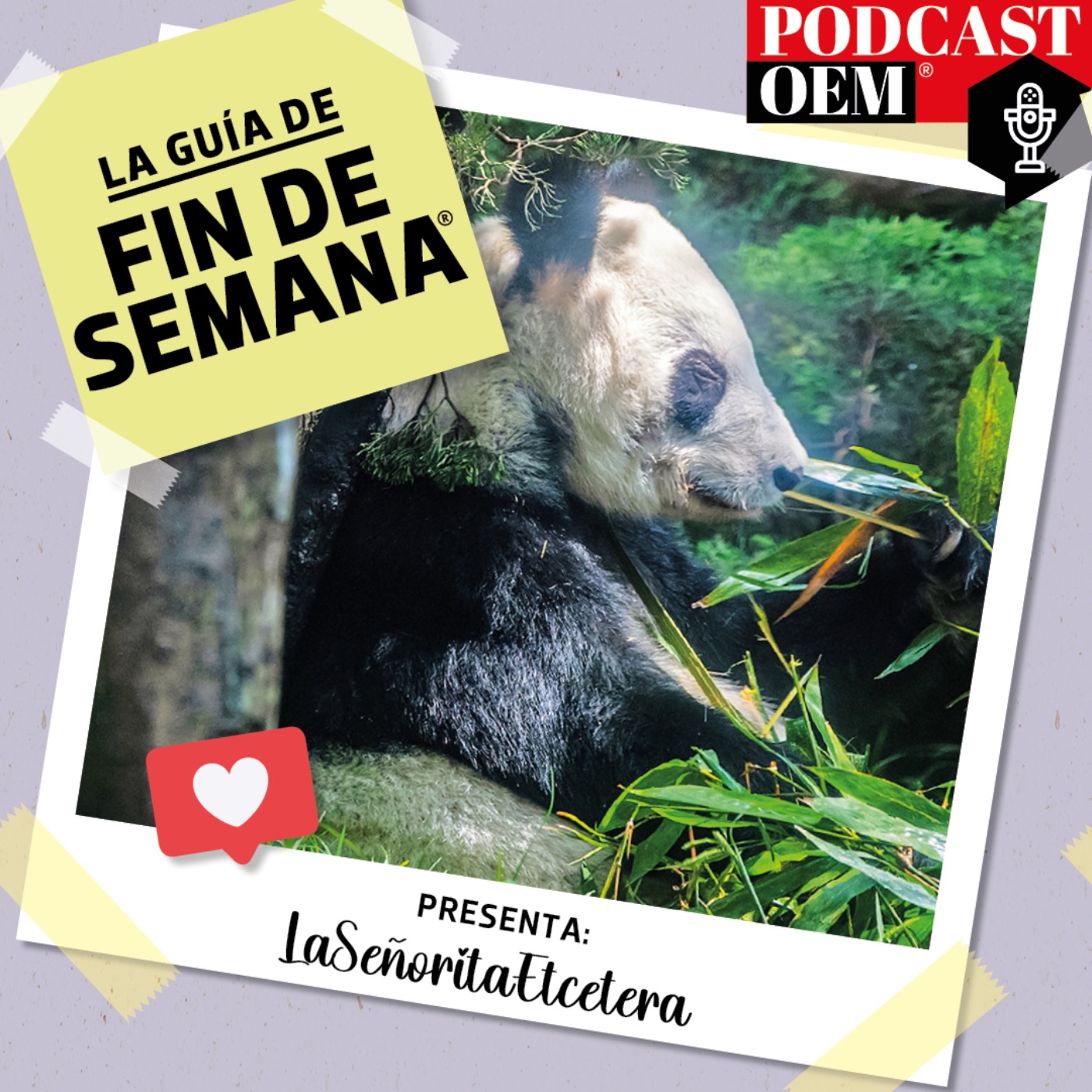 Una visita a Xin Xin, la última panda gigante de México​ episode artwork