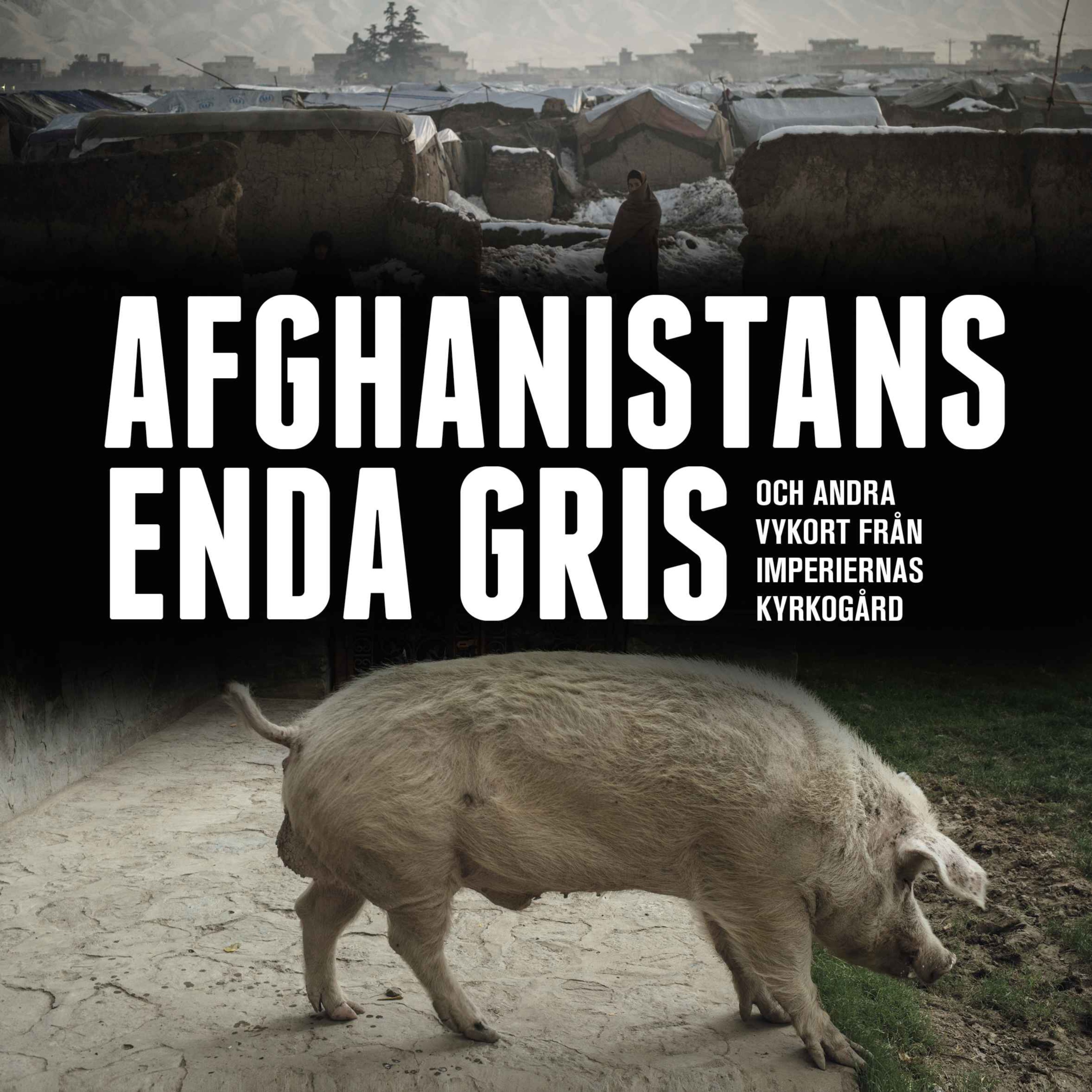 Afghanistans enda gris, Del 12