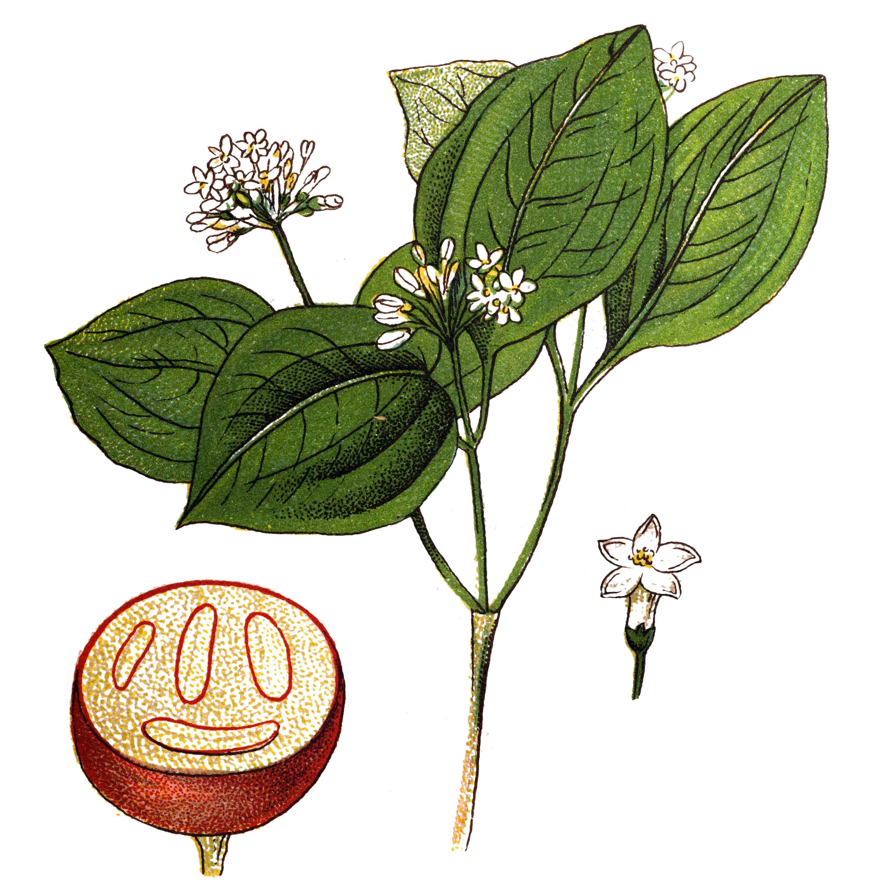 C21H22N2O2 L'héroïne de nombreux romans policiers