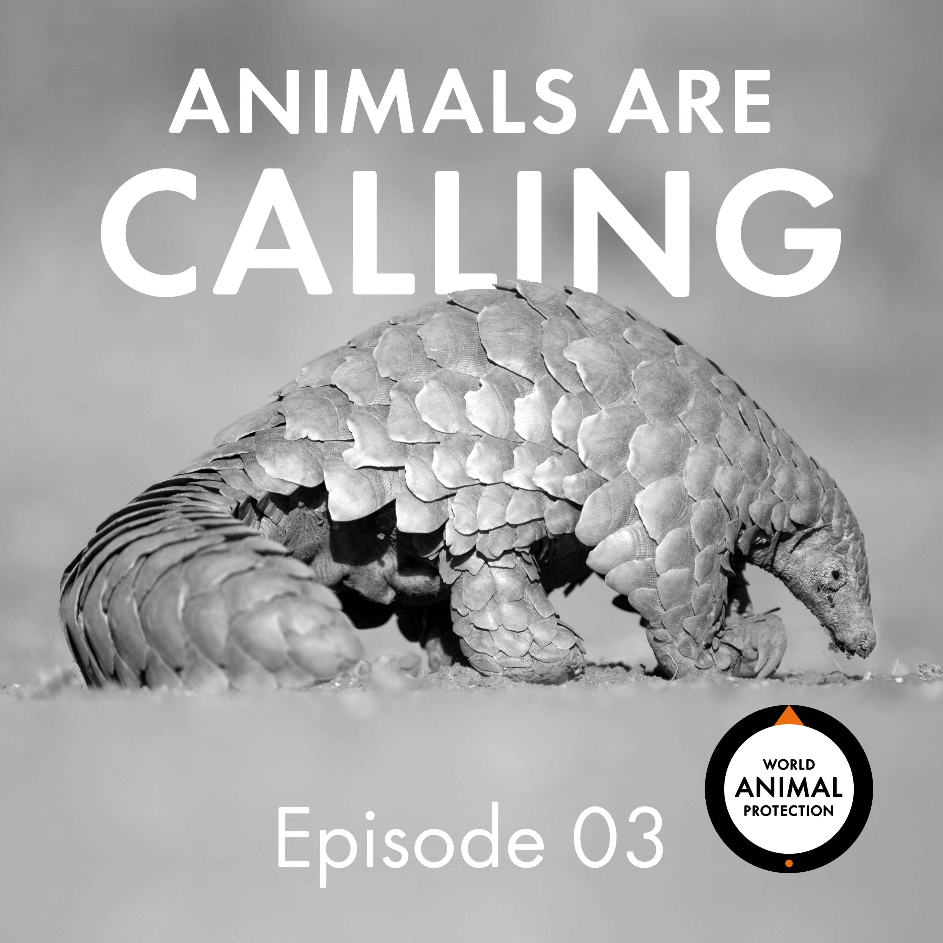 S1 E3: Wildlife trade, can global leaders make a difference? with Gilbert Sape and James Royston