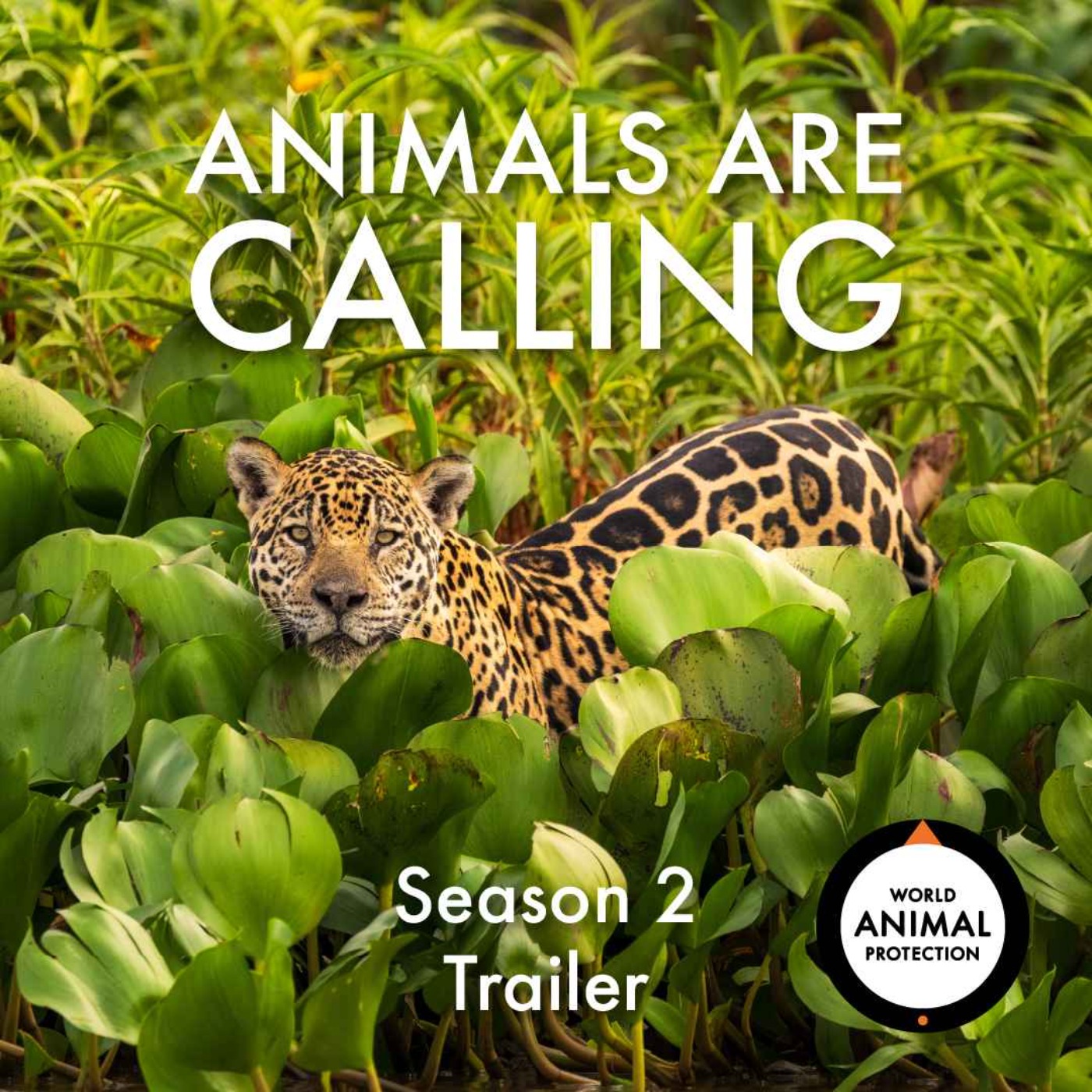 Animals Are Calling: Season 2 Trailer