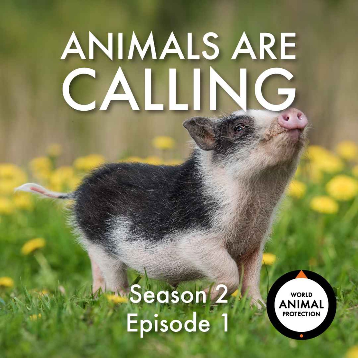 Understanding how animals really think and feel – What is sentience?