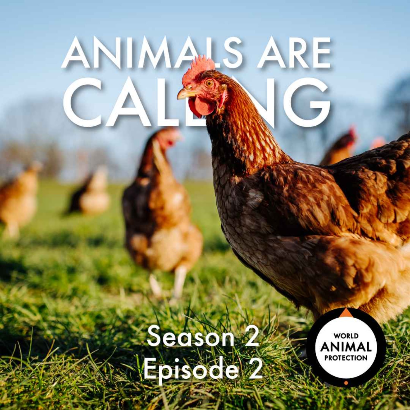 Why we all deserve better than factory farming