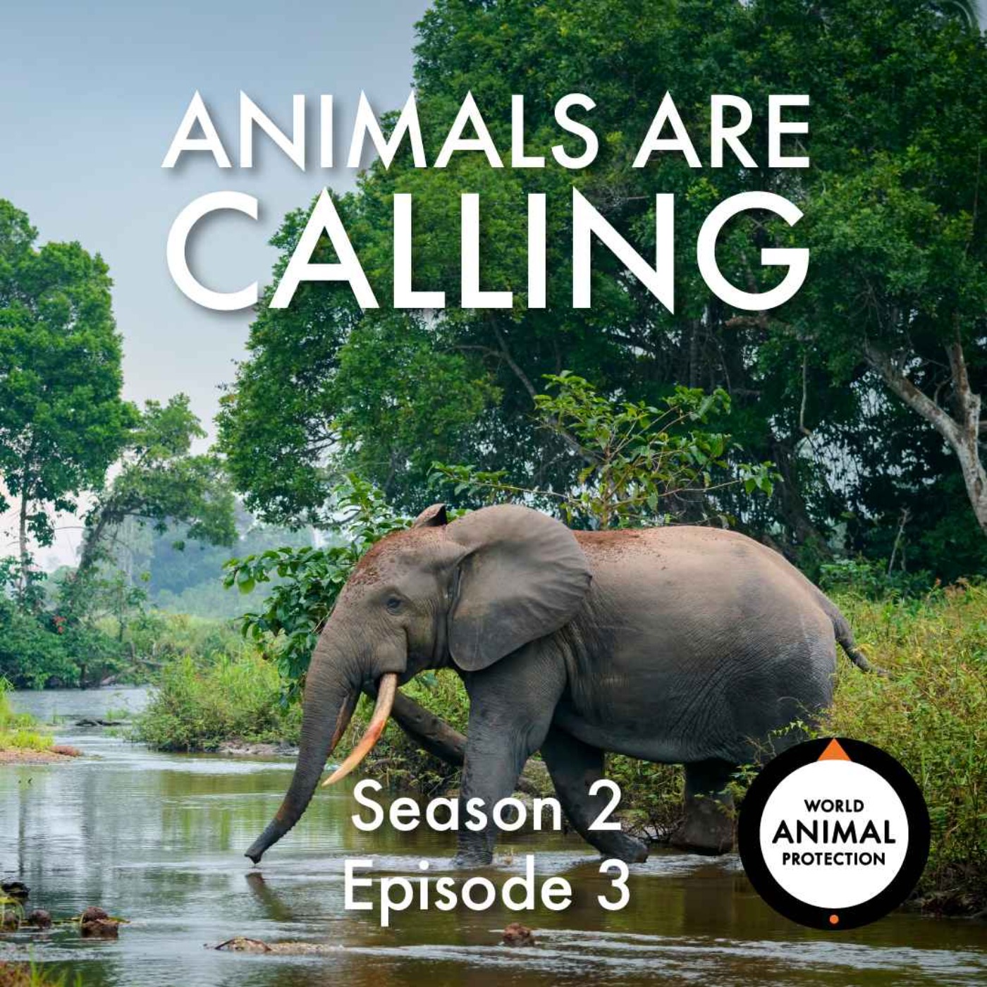 Why wild animals deserve a wild life